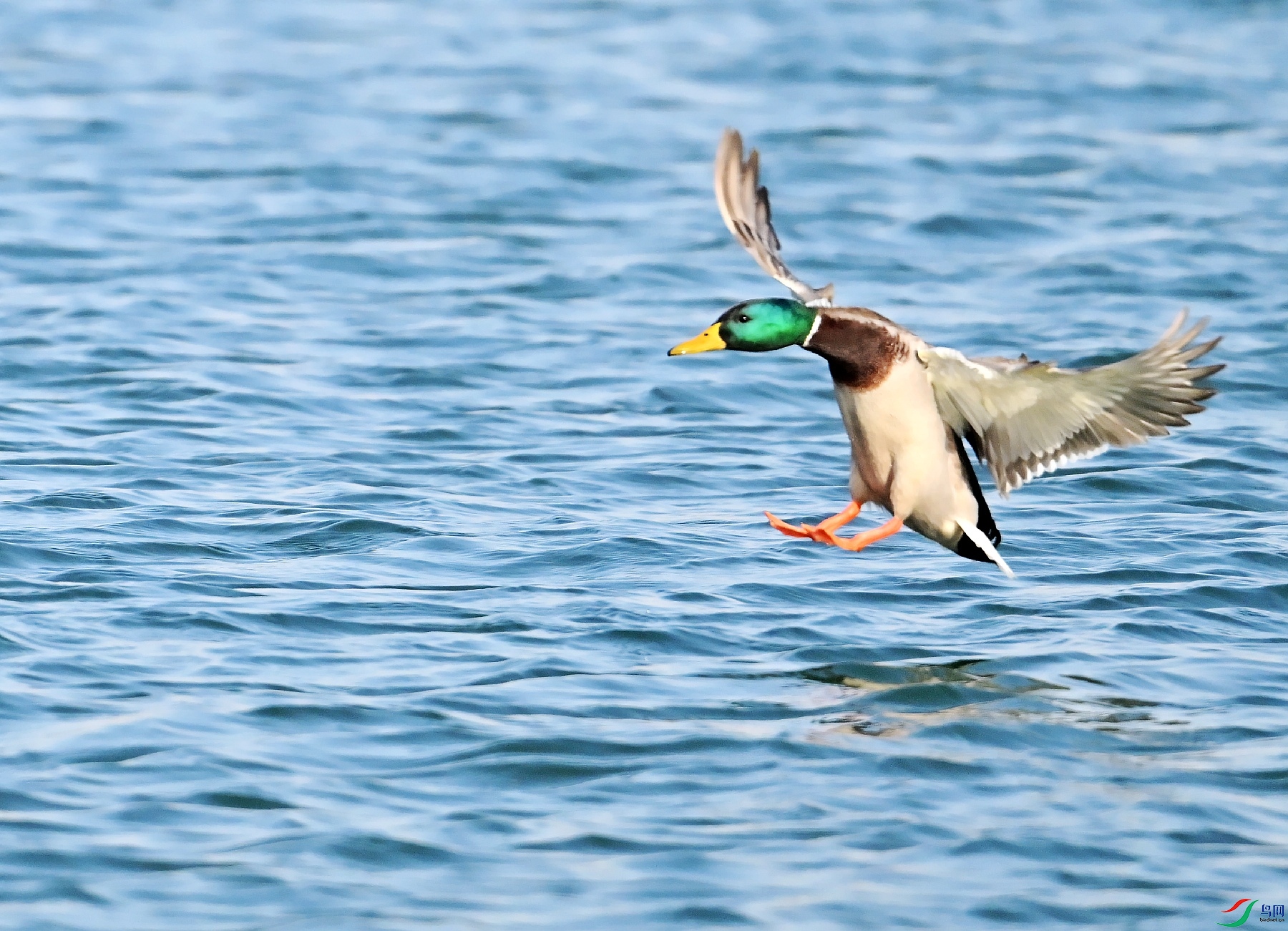 DSC_6737��ˮ��̬.jpg