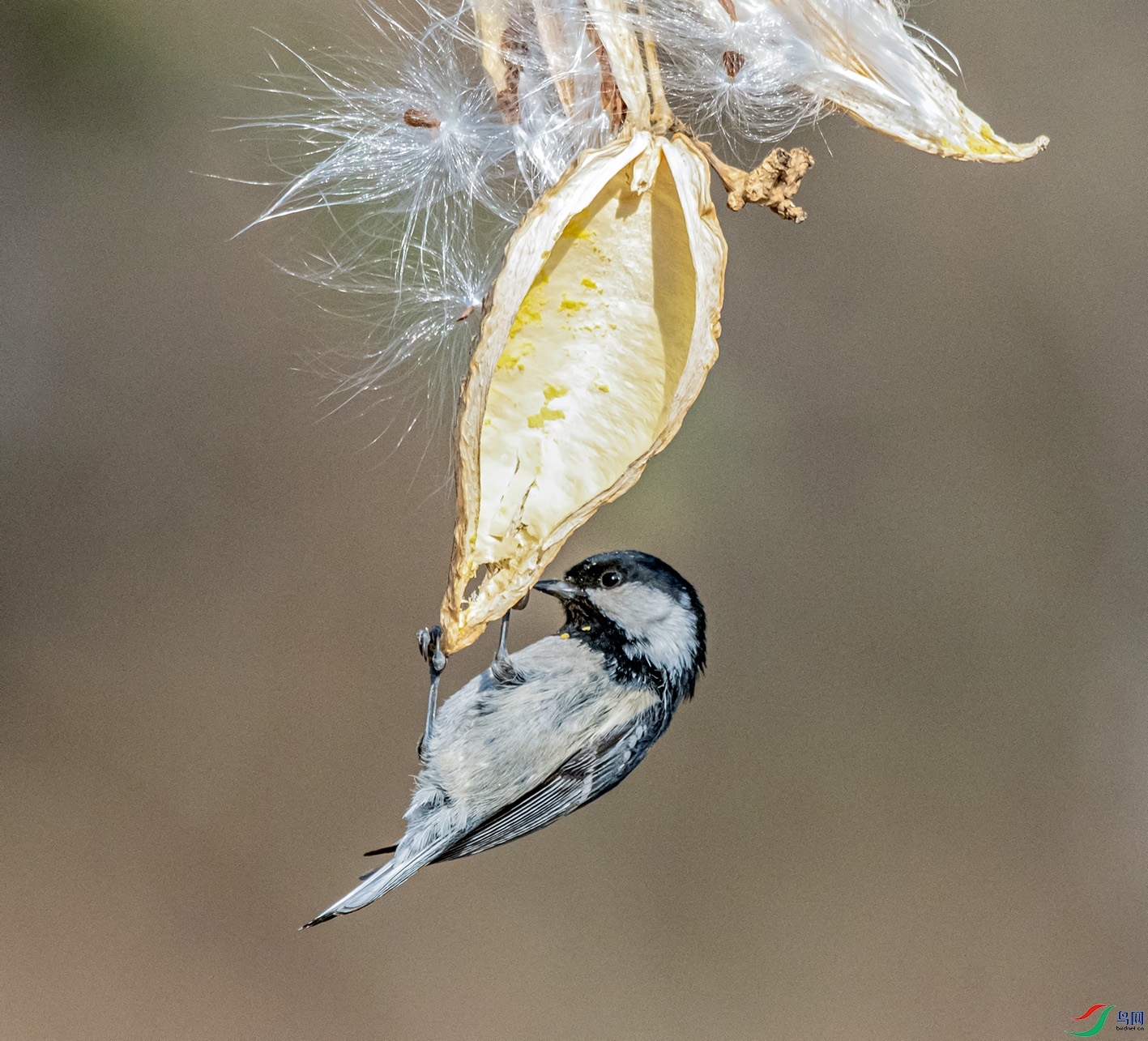 DSC_5274_��ͼ��_��ͼ�� ���� 2.jpg