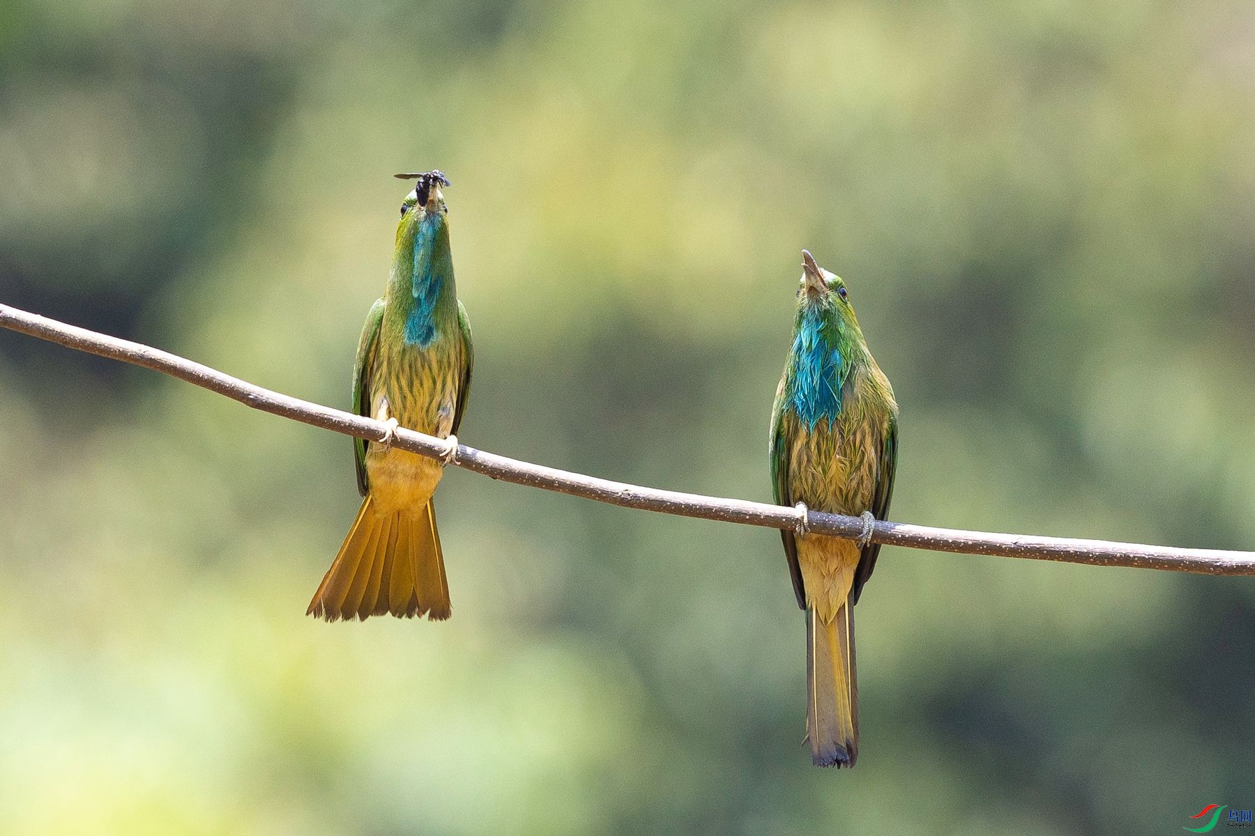 ����ҹ�仢