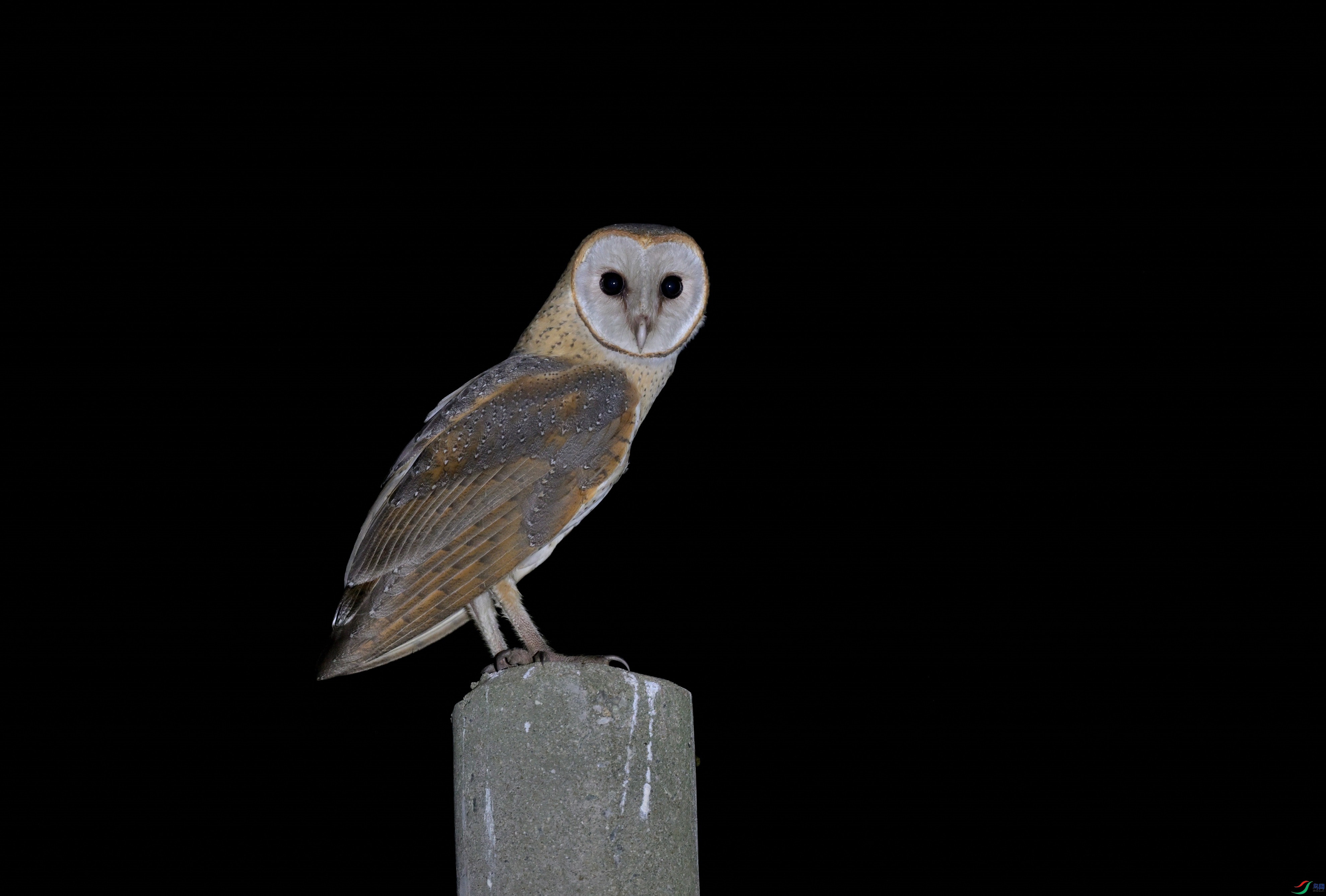 DSC_2223.JPG