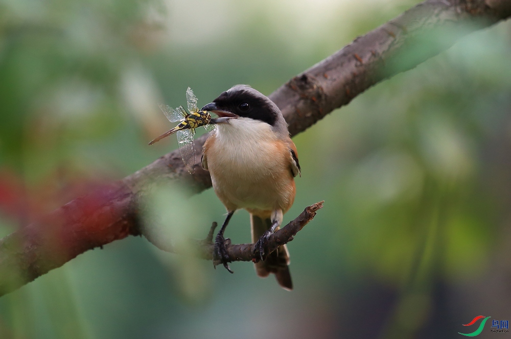 �ر�����