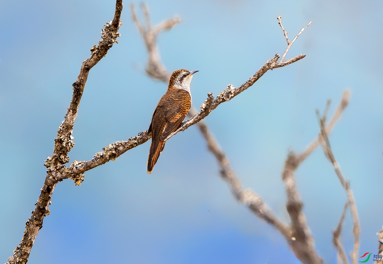 4133 ����.jpg