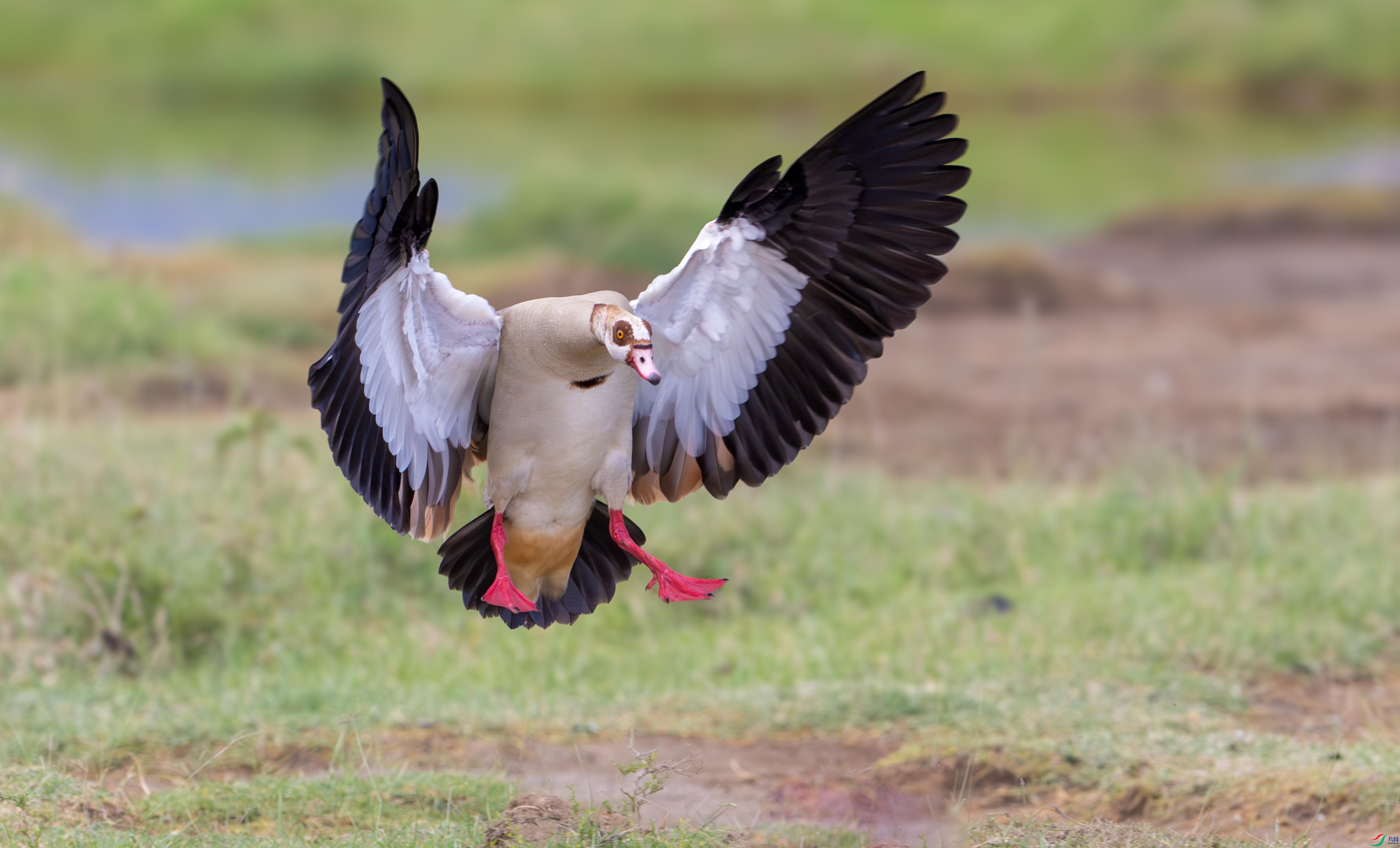 DSC_9365-����ǿ-NR-1.jpg