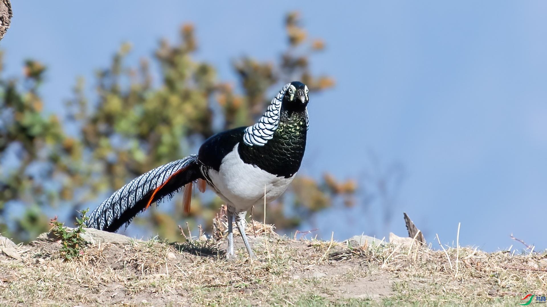 WGB_2208 ����.jpg