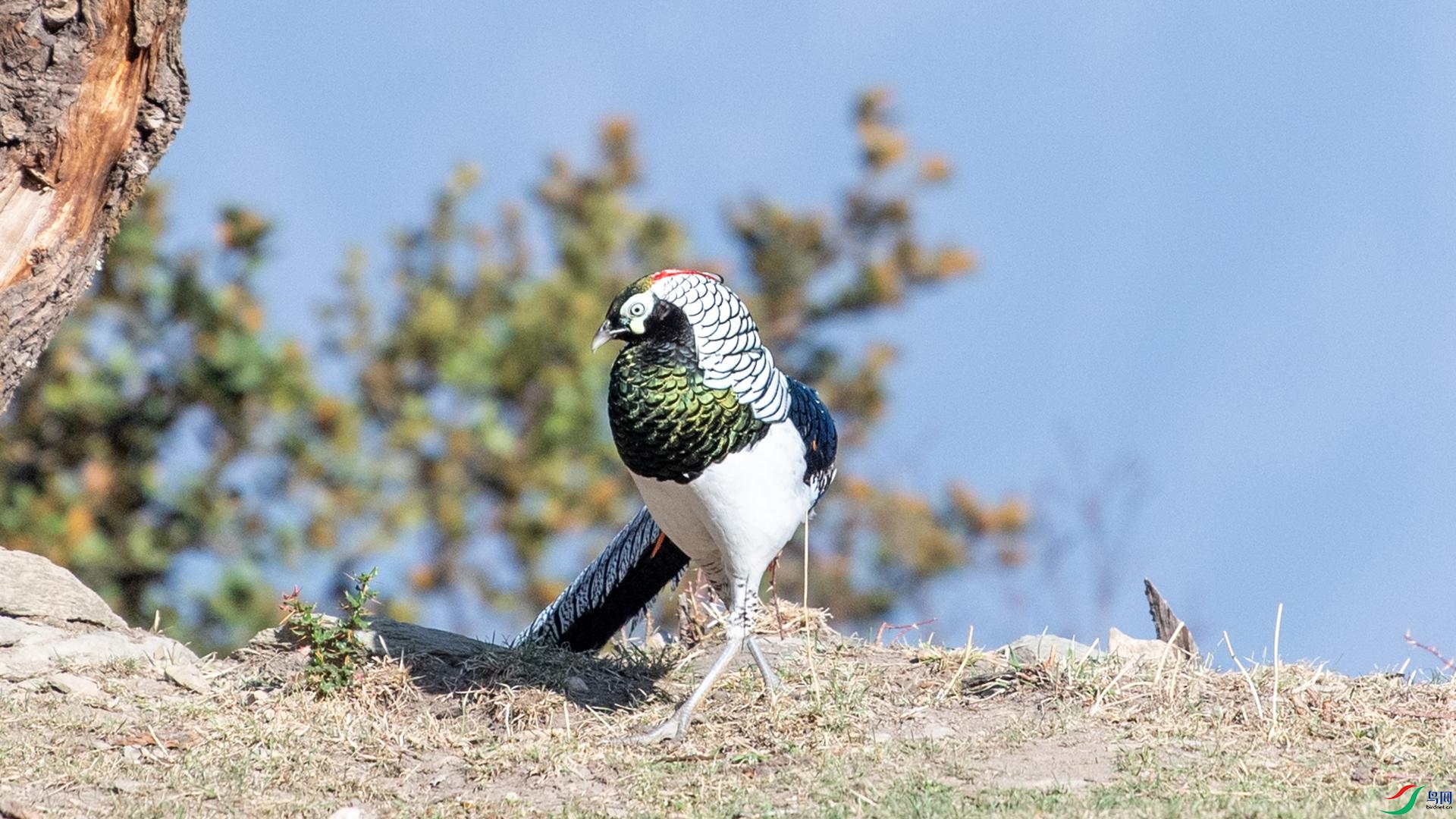 WGB_2213 ����.jpg