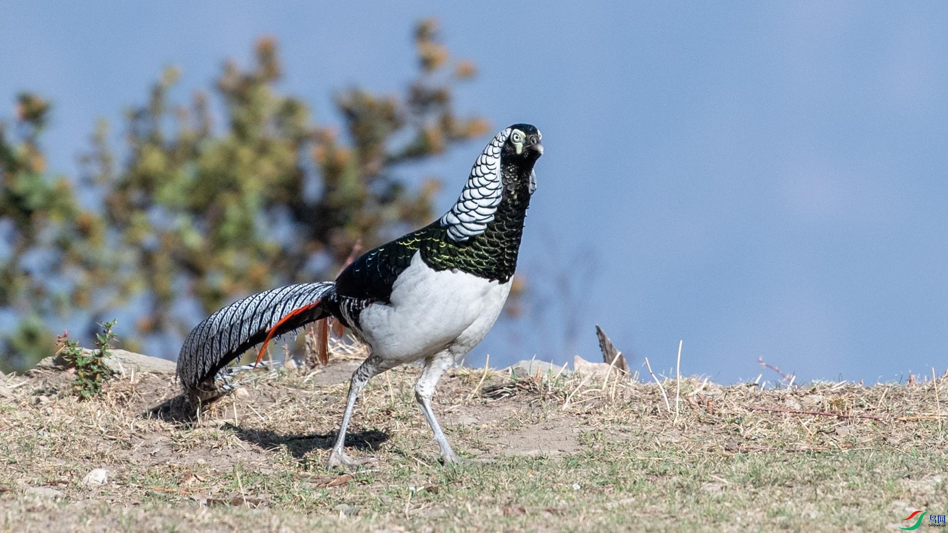 WGB_2223 ����.jpg