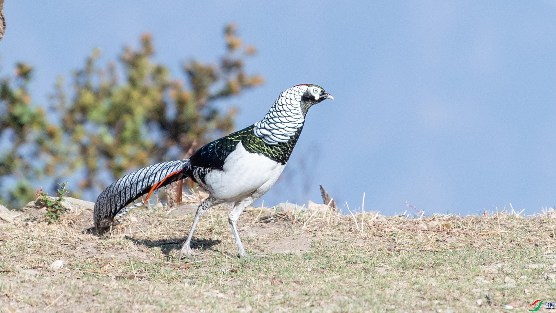 WGB_2225 ����.jpg