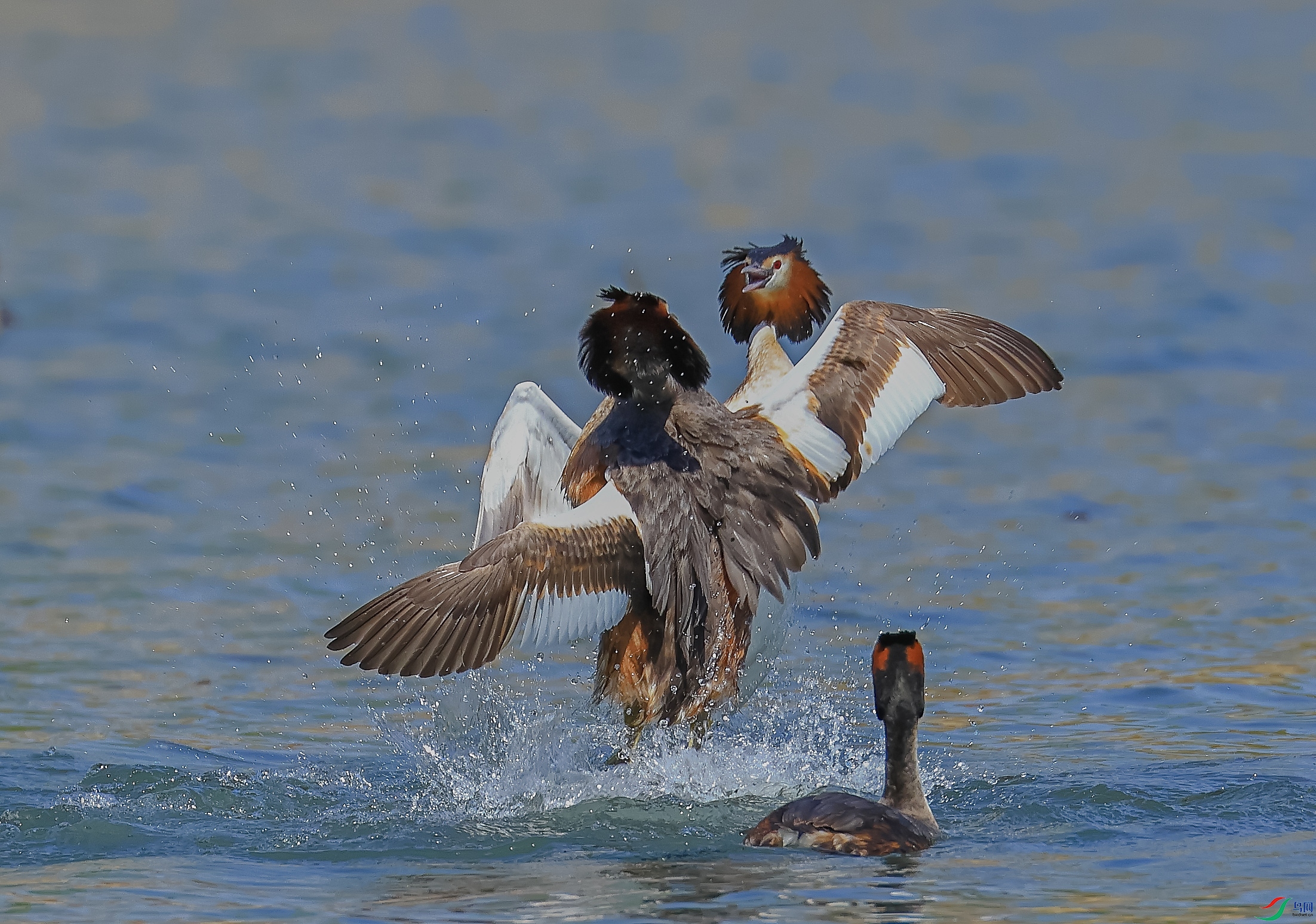 L10A0047 ����.jpg