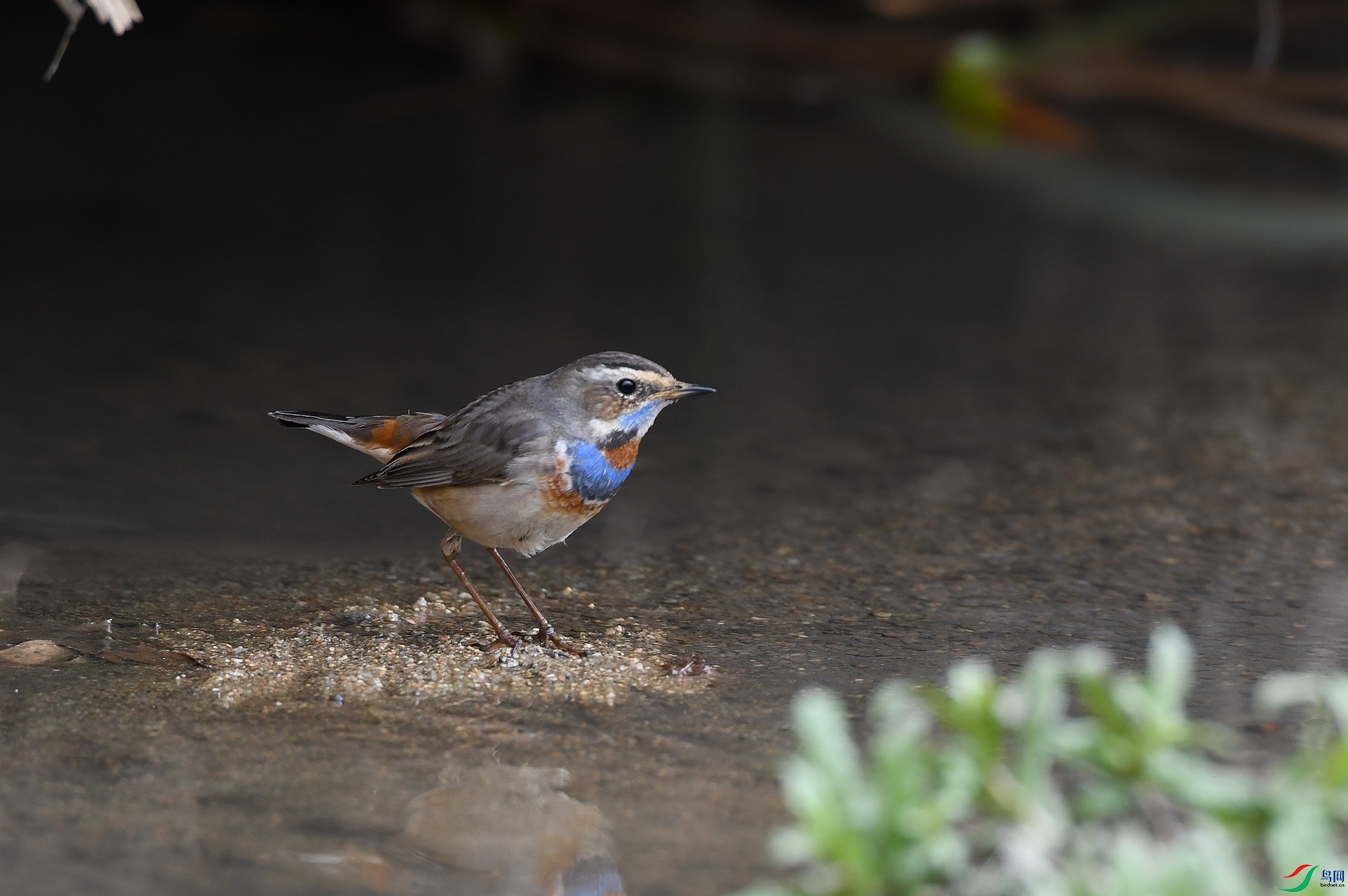 DSC_3421.jpg