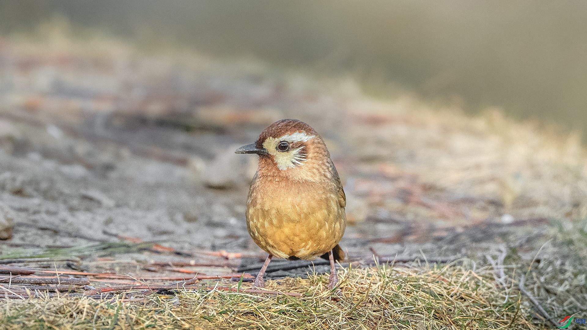 DSC_3110 ����.jpg