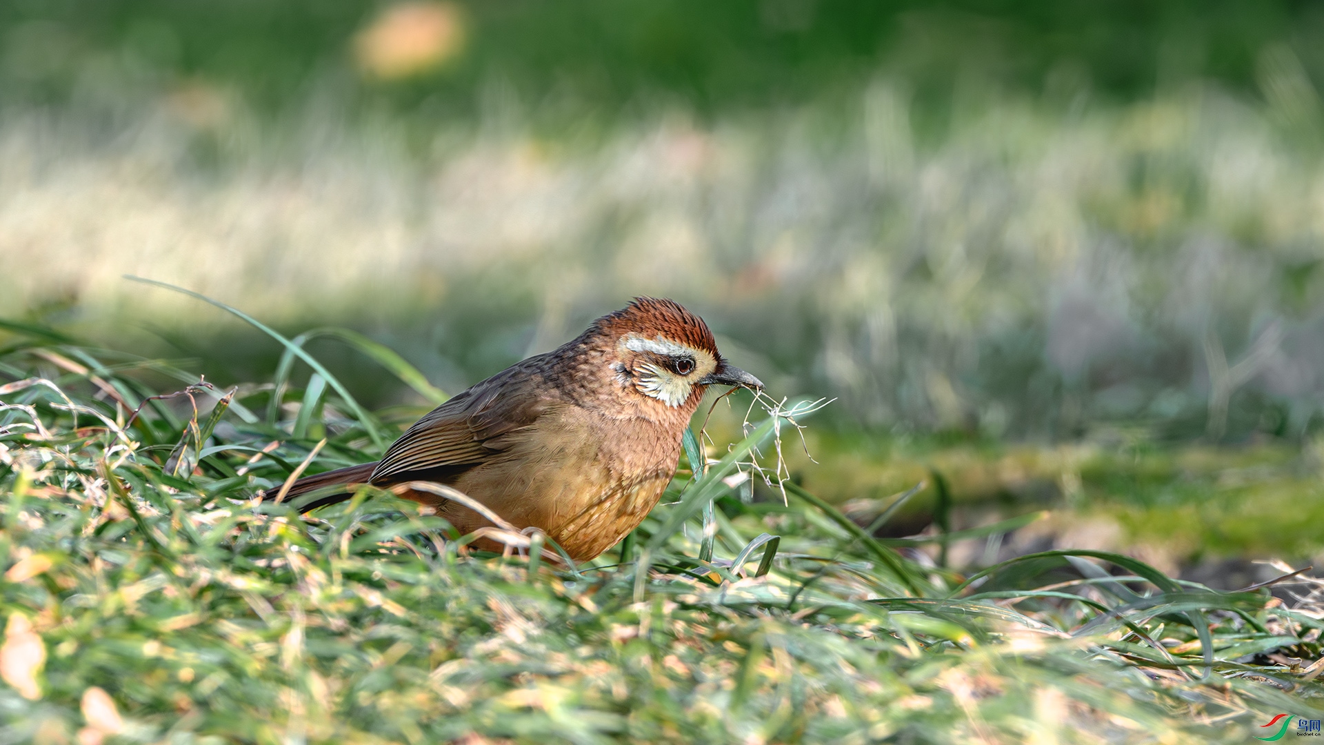 DSC_3145-����ǿ-NR ����.jpg