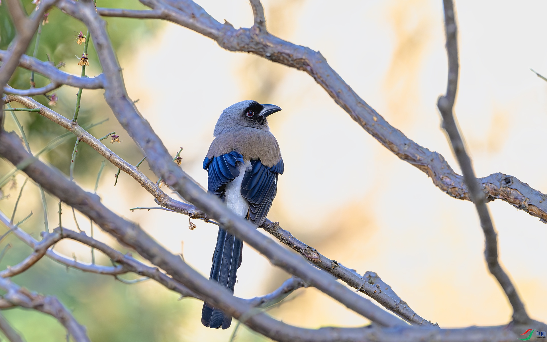 DSC_3103-����ǿ-NR ����.jpg