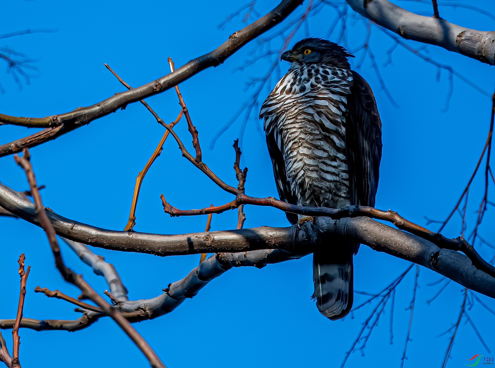 DSC_7886-11.jpg