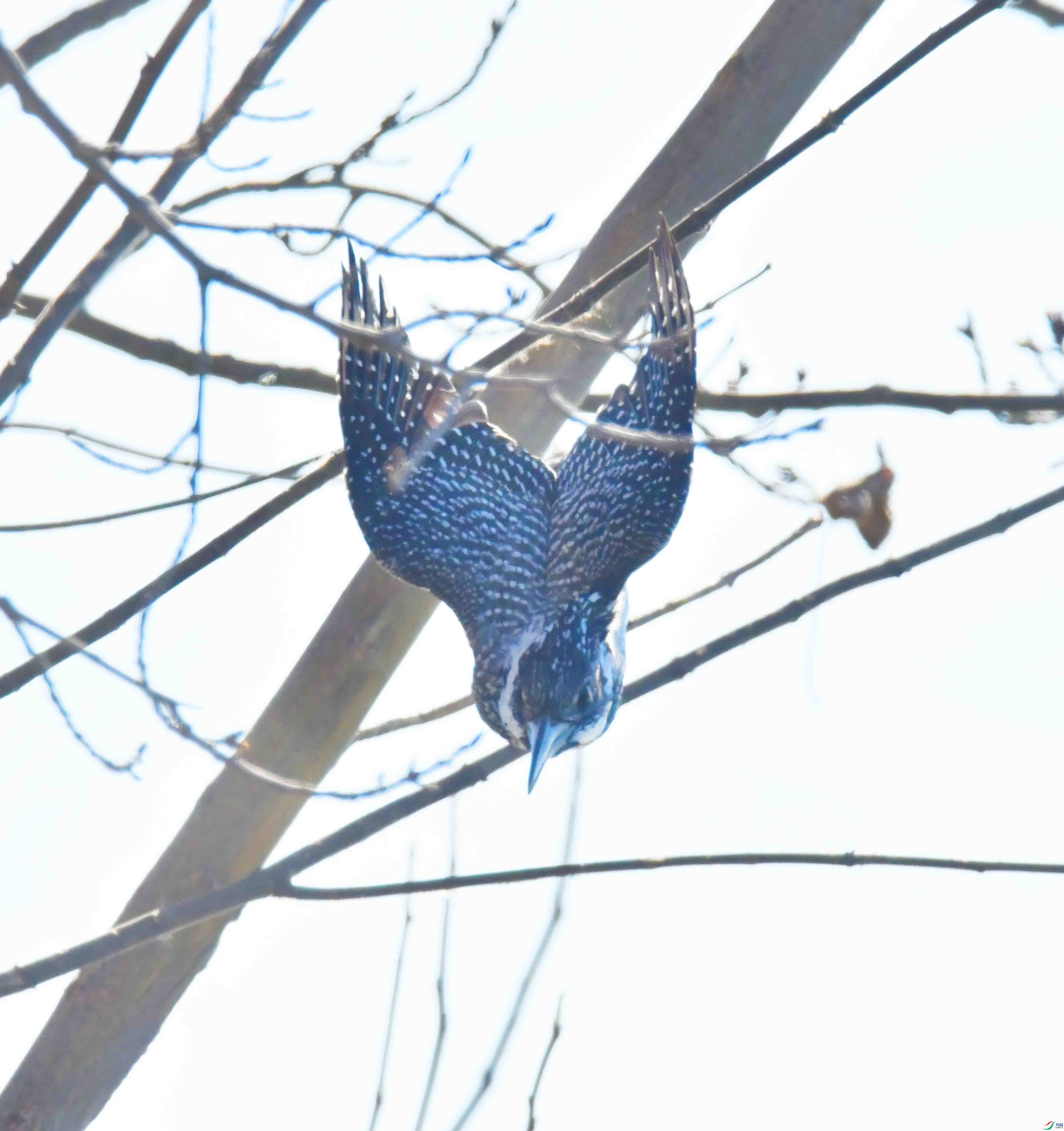 DSC_0305.JPG