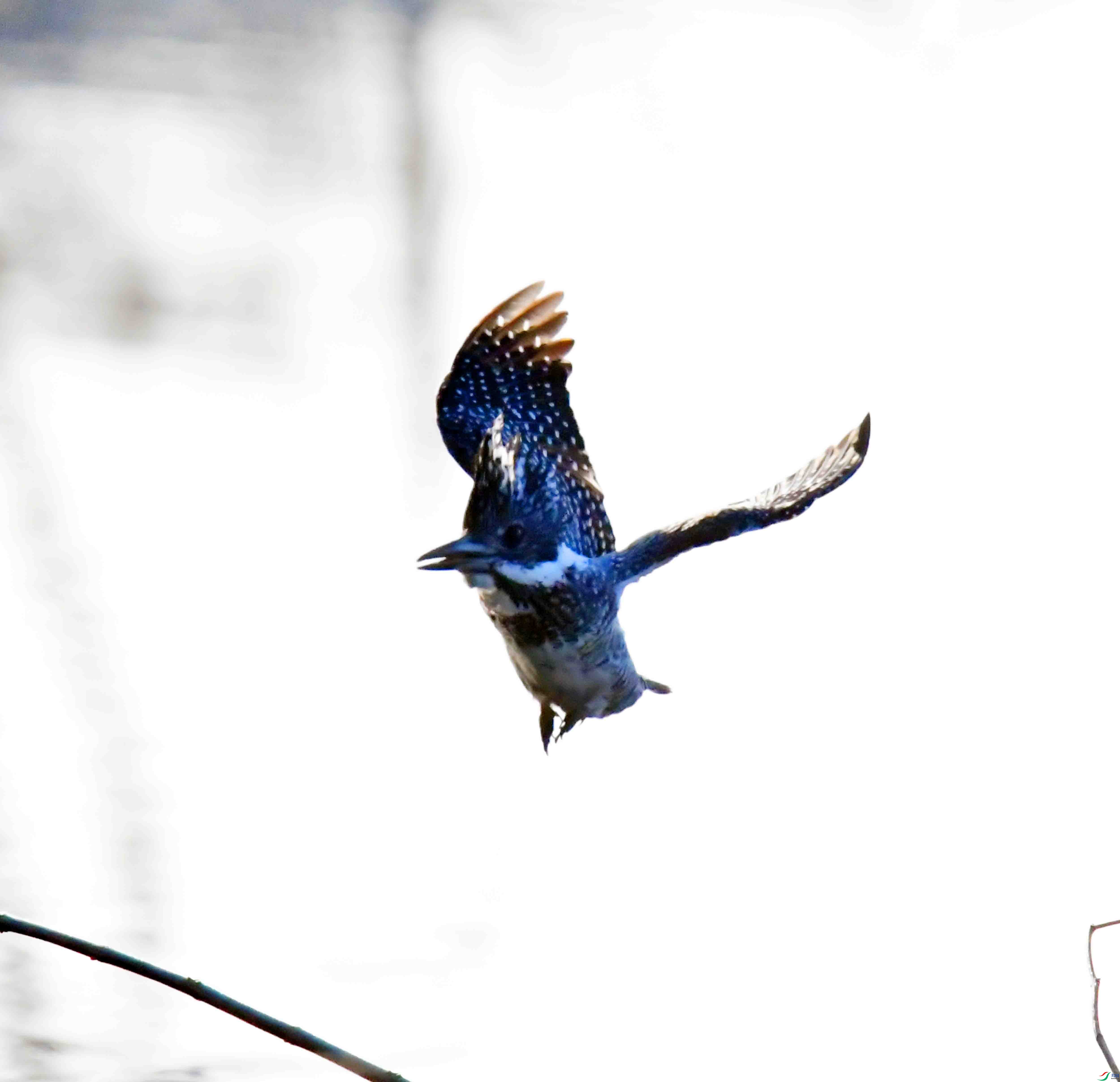 DSC_0516.JPG