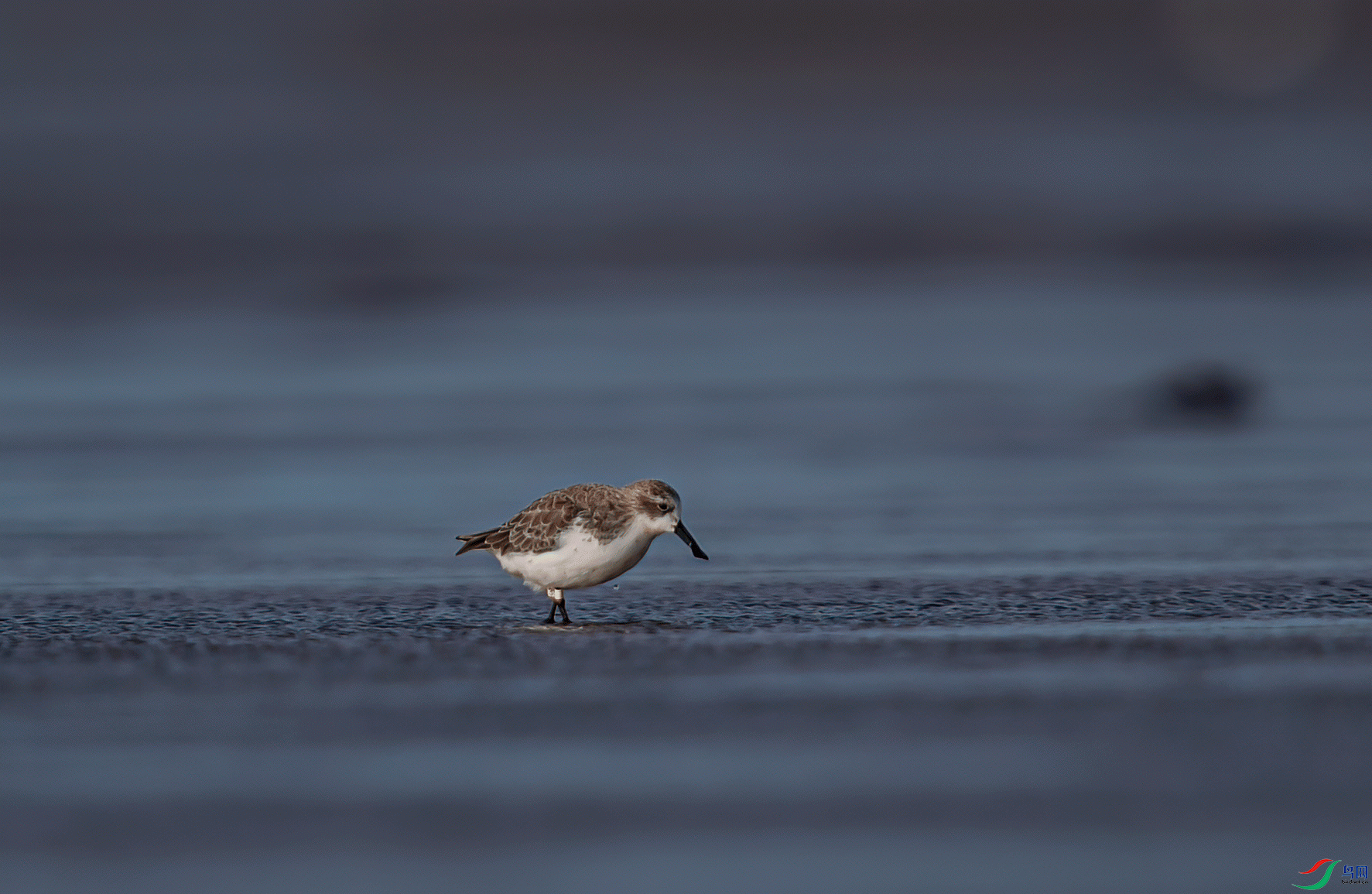 _DSC3087-1.gif
