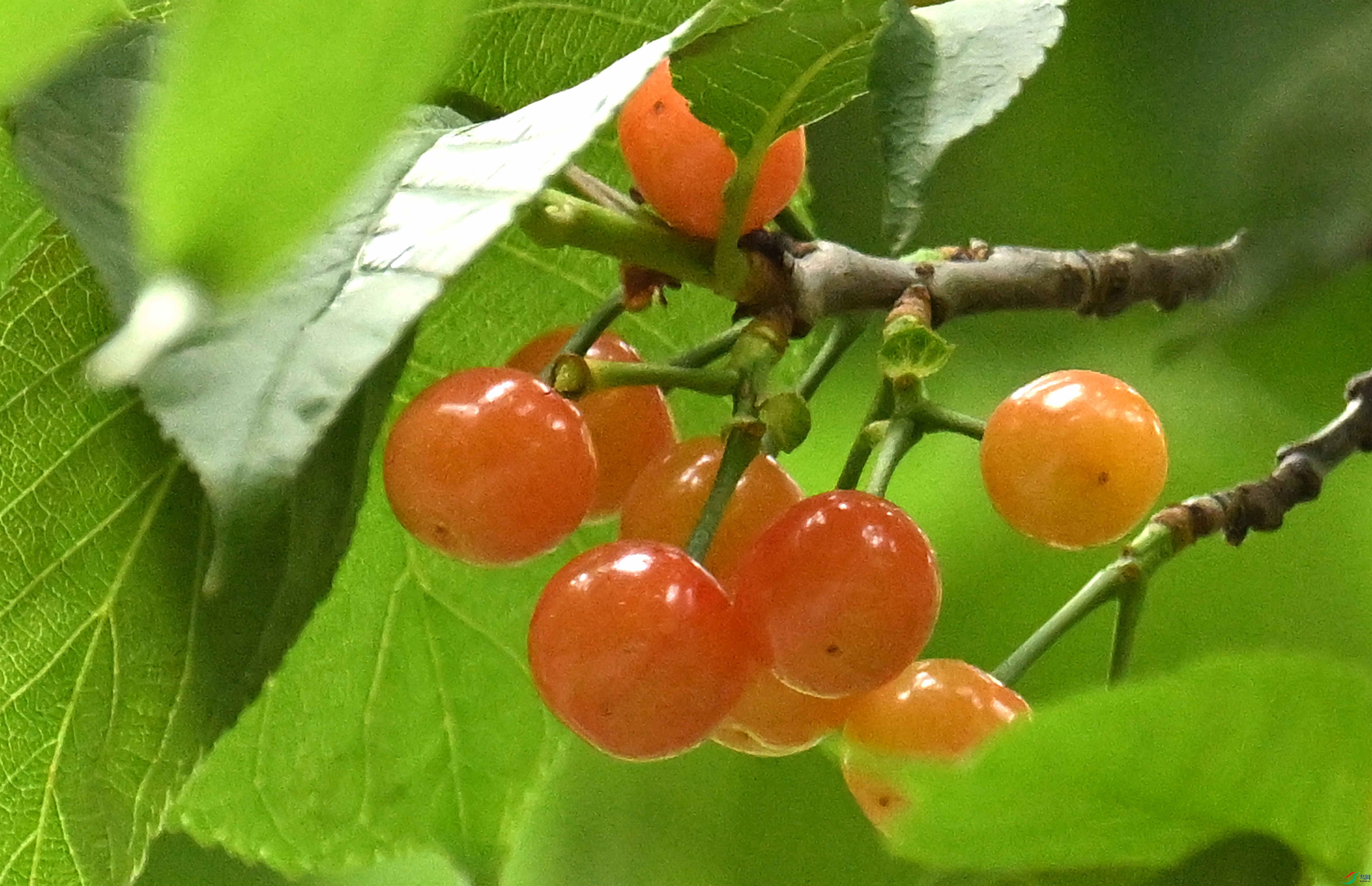 DSC_0679.JPG
