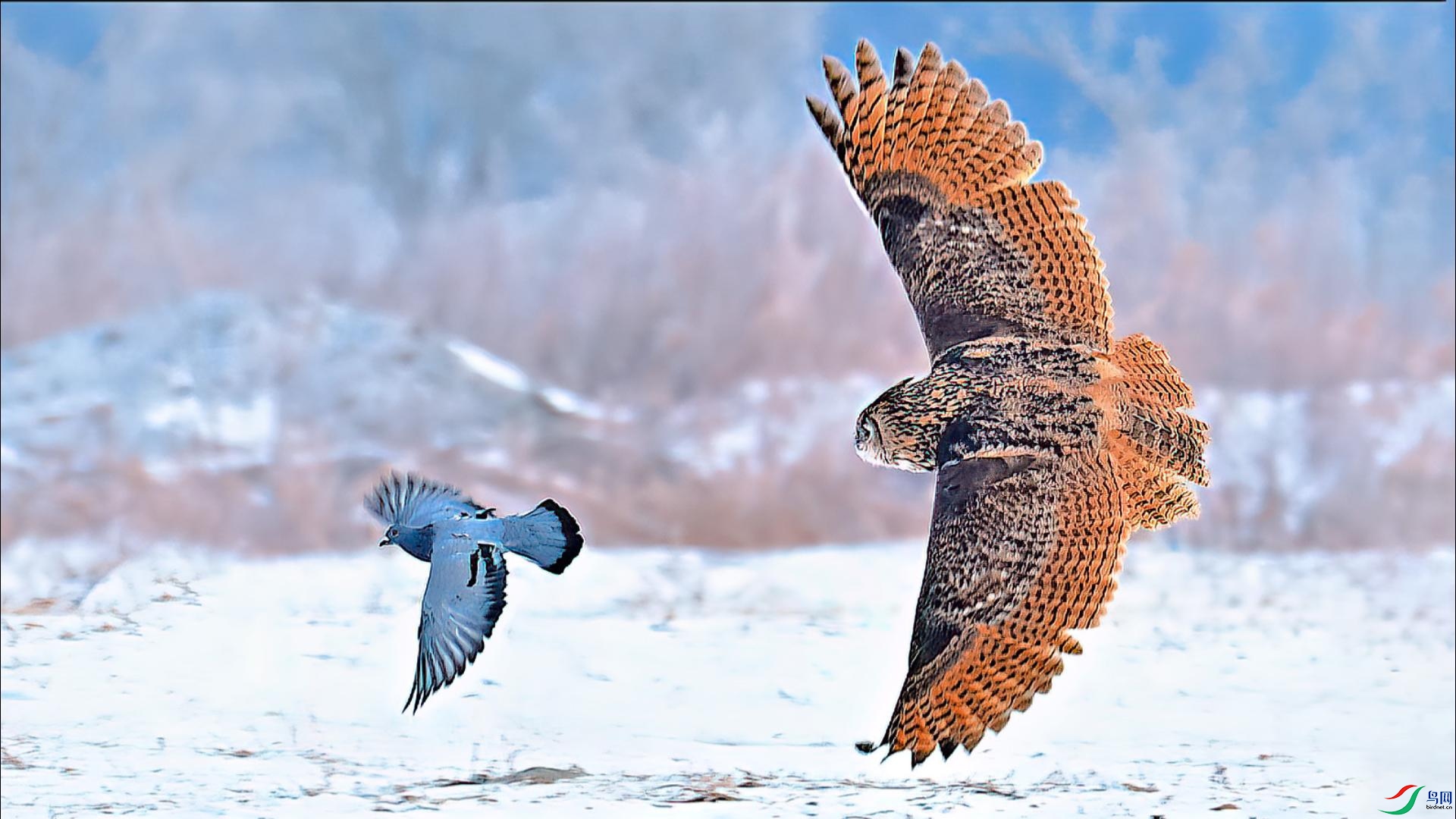 ���֮����̤ѩ����