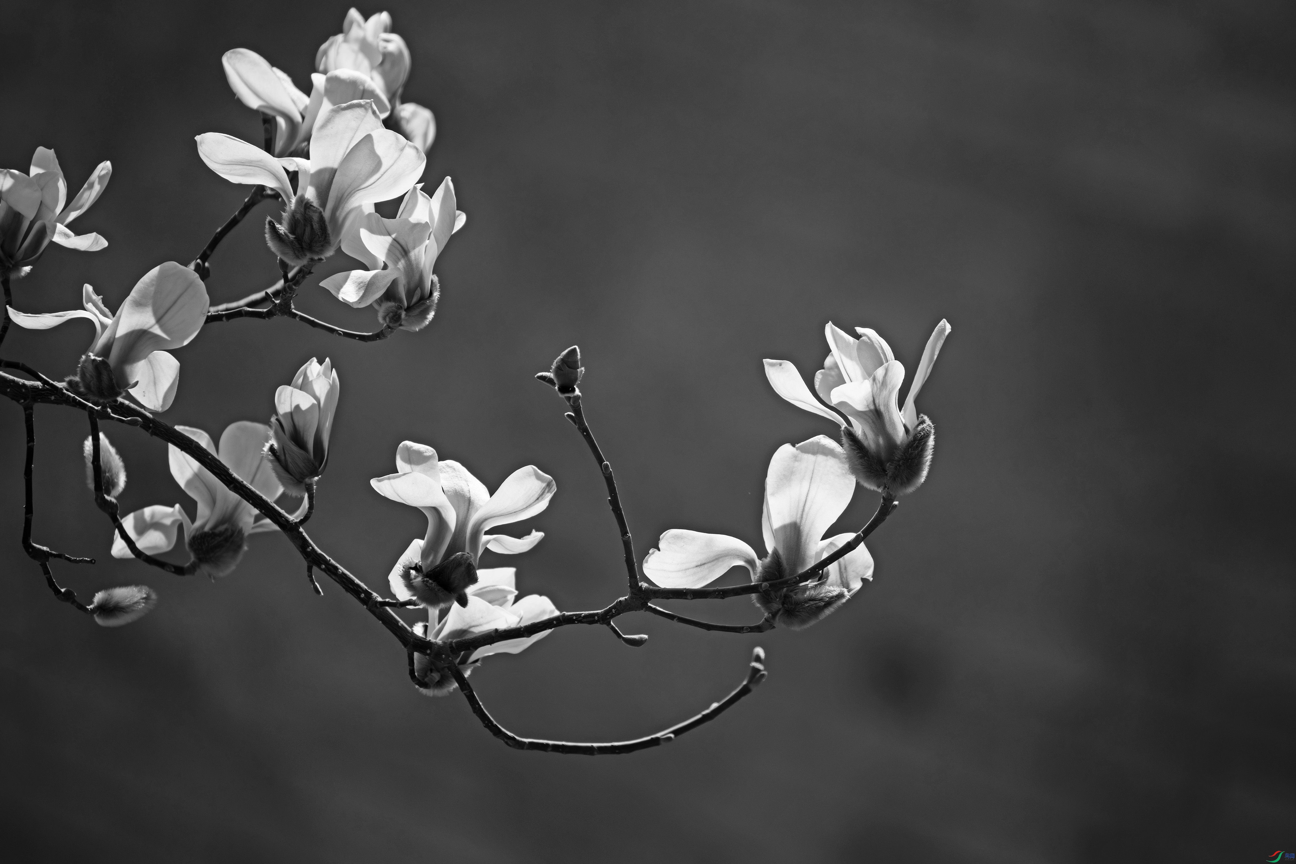 DSC_7222 -���� .jpg