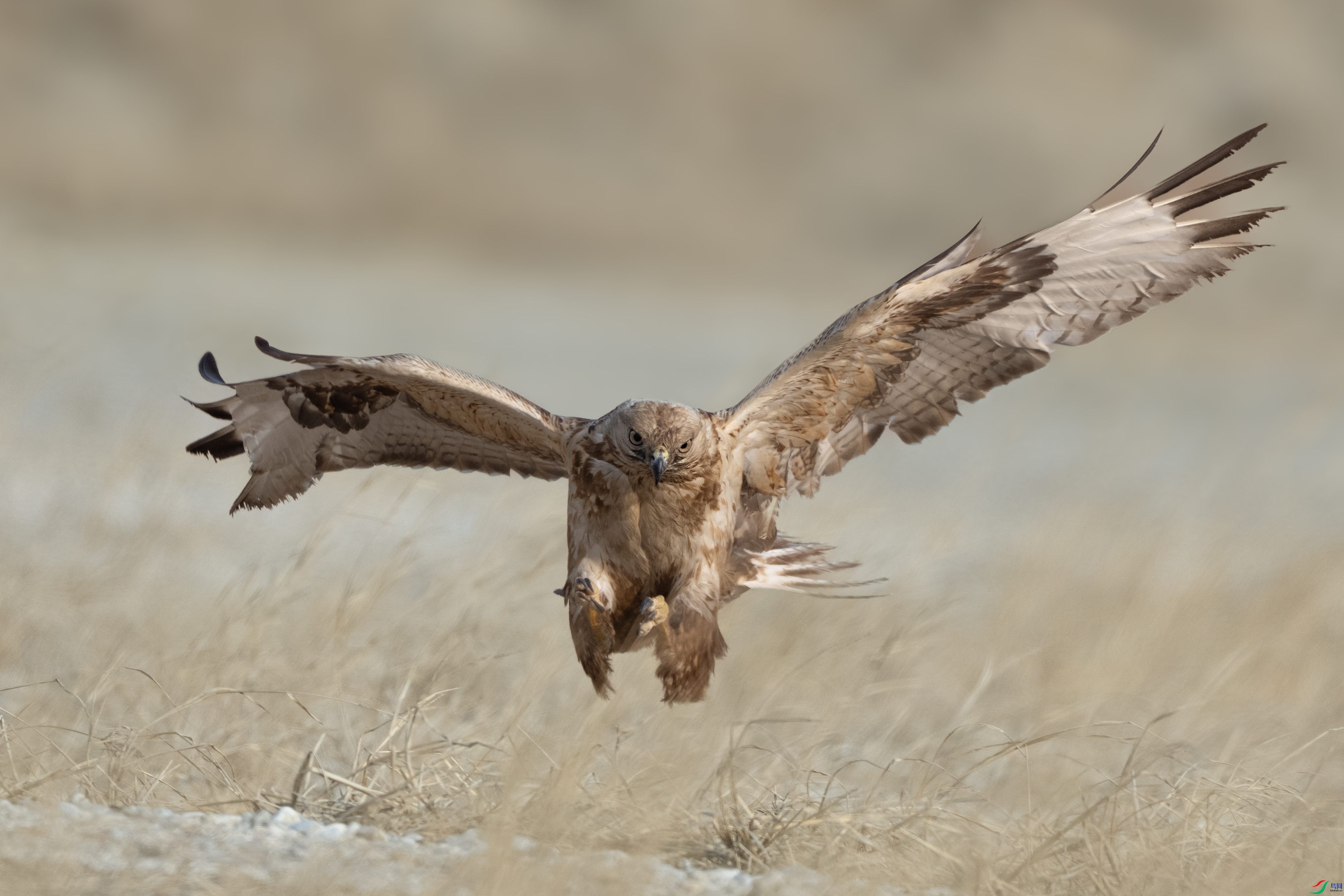 DSC09693 ����_����.jpg