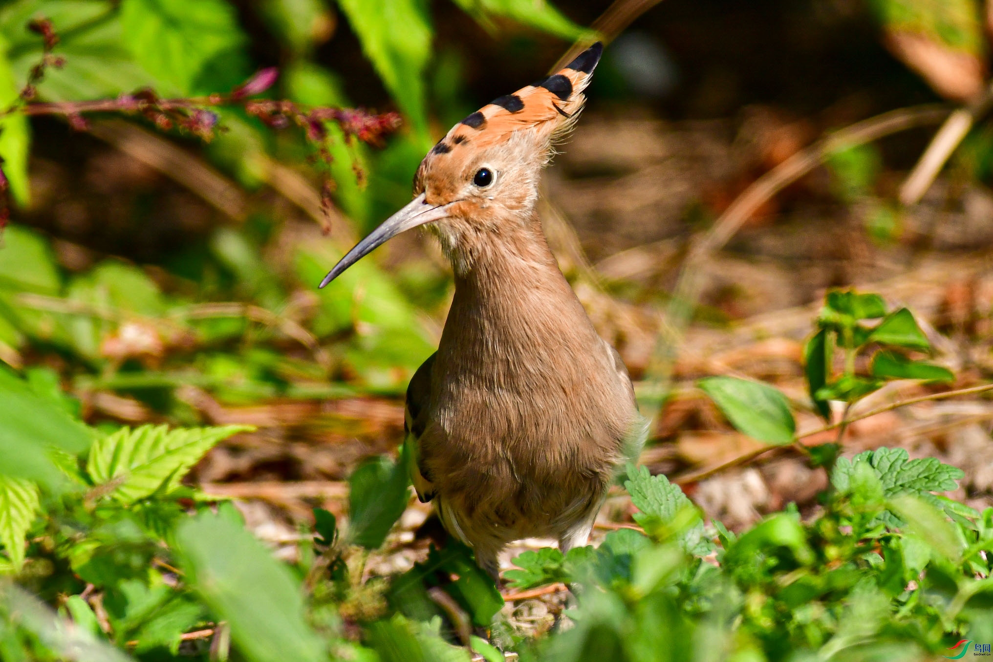 DSC_6059   ֦ͷ_1.jpg