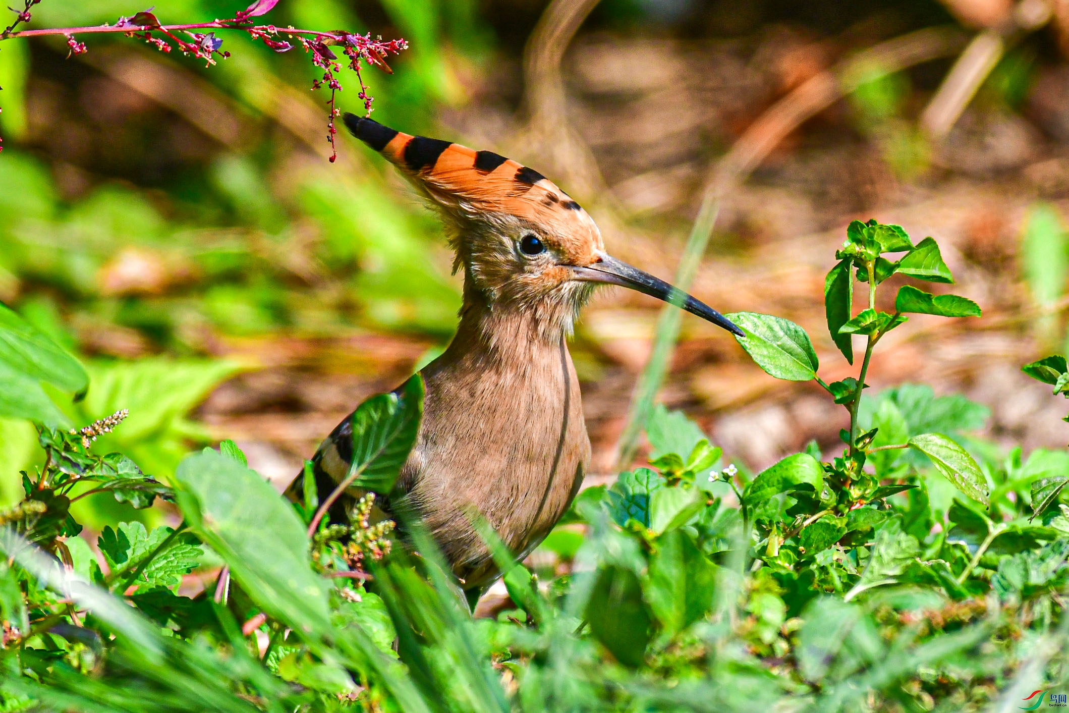 DSC_6061   ֦ͷ.jpg