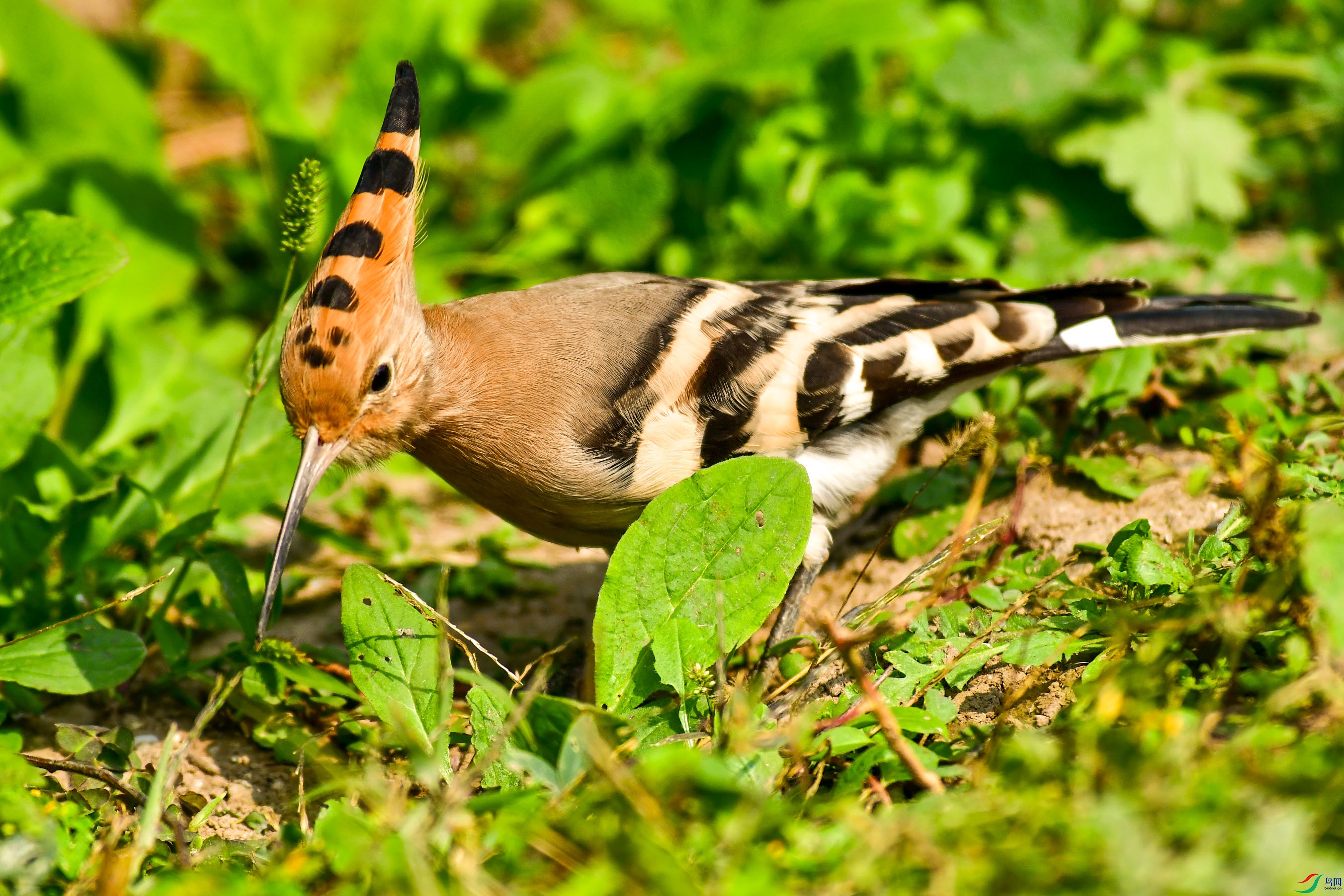 DSC_6110   ֦ͷ.jpg