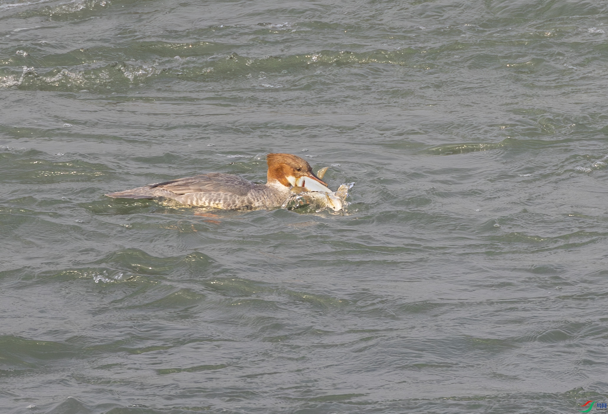 G47A5337-����ǿ-NR ����.jpg