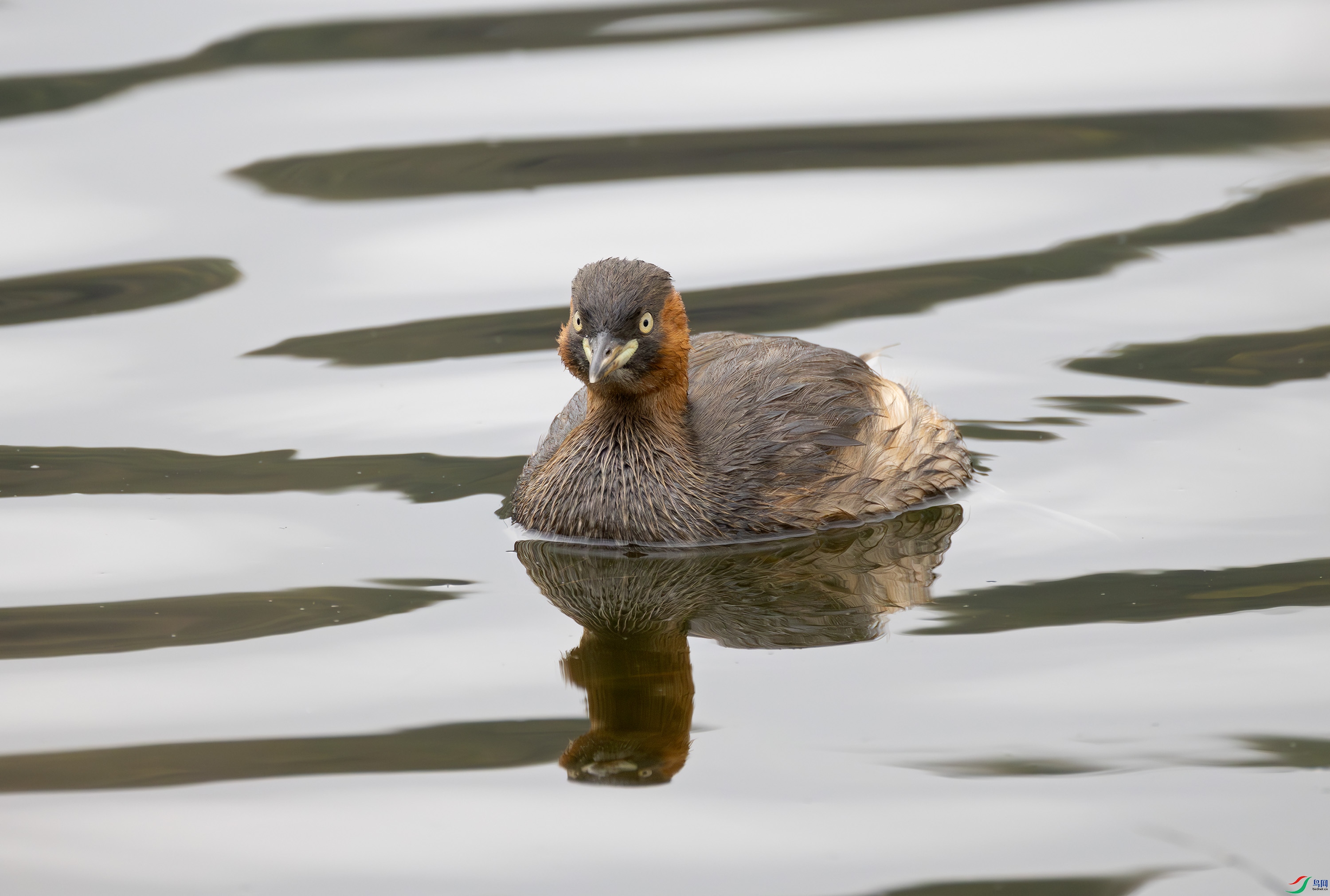 G47A6963-����ǿ-NR ����.jpg