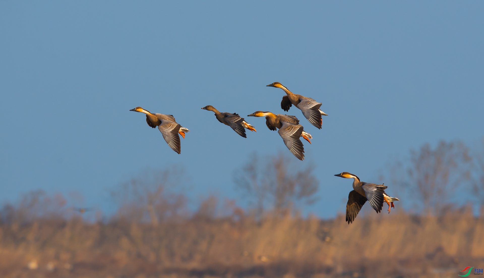 DSC_����-1 - ����.jpg