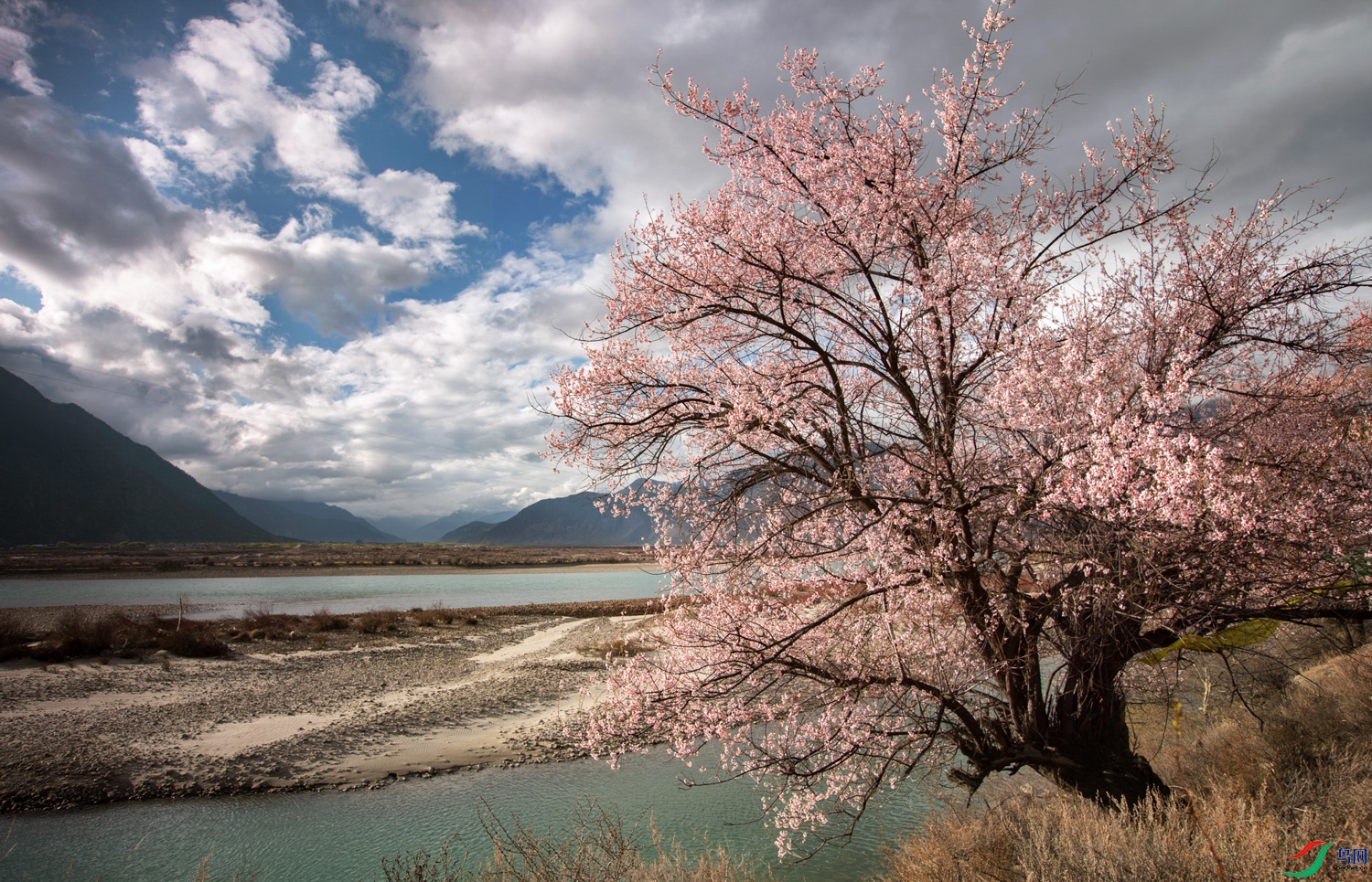 ��֥��� 386 ����.jpg