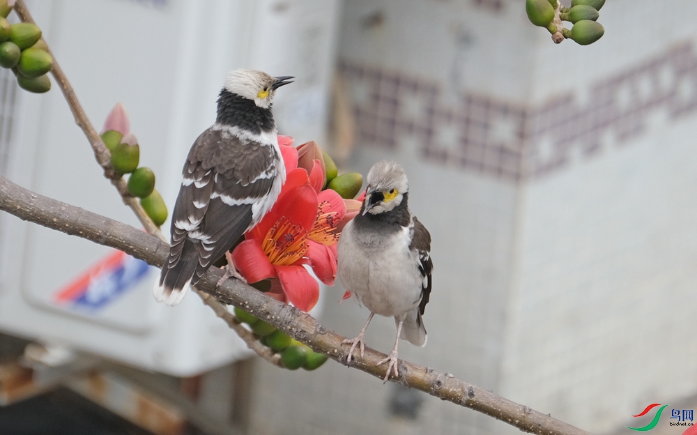 DSCF8003.1.jpg