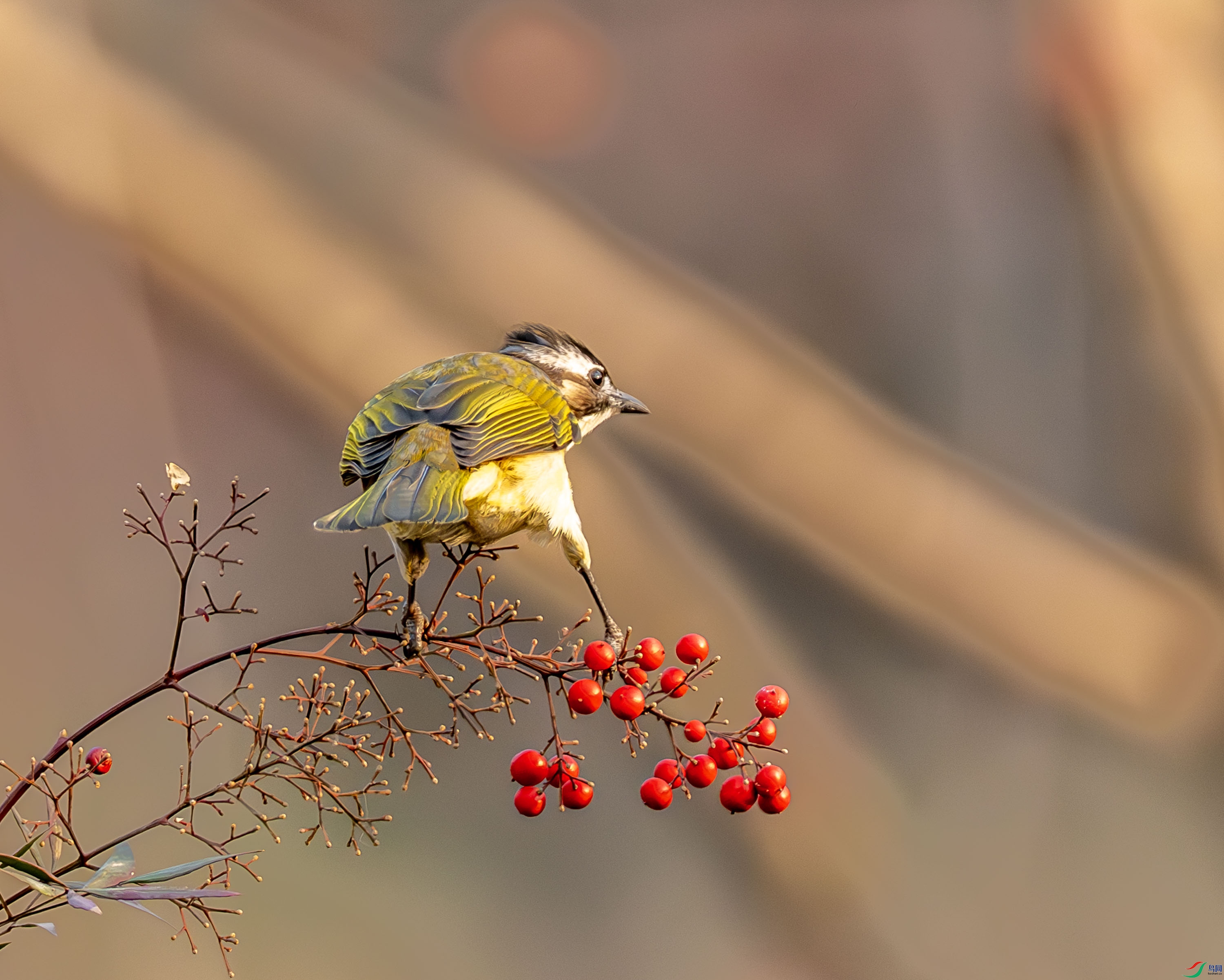 ��ͷ��-01 (3 - 8).jpg