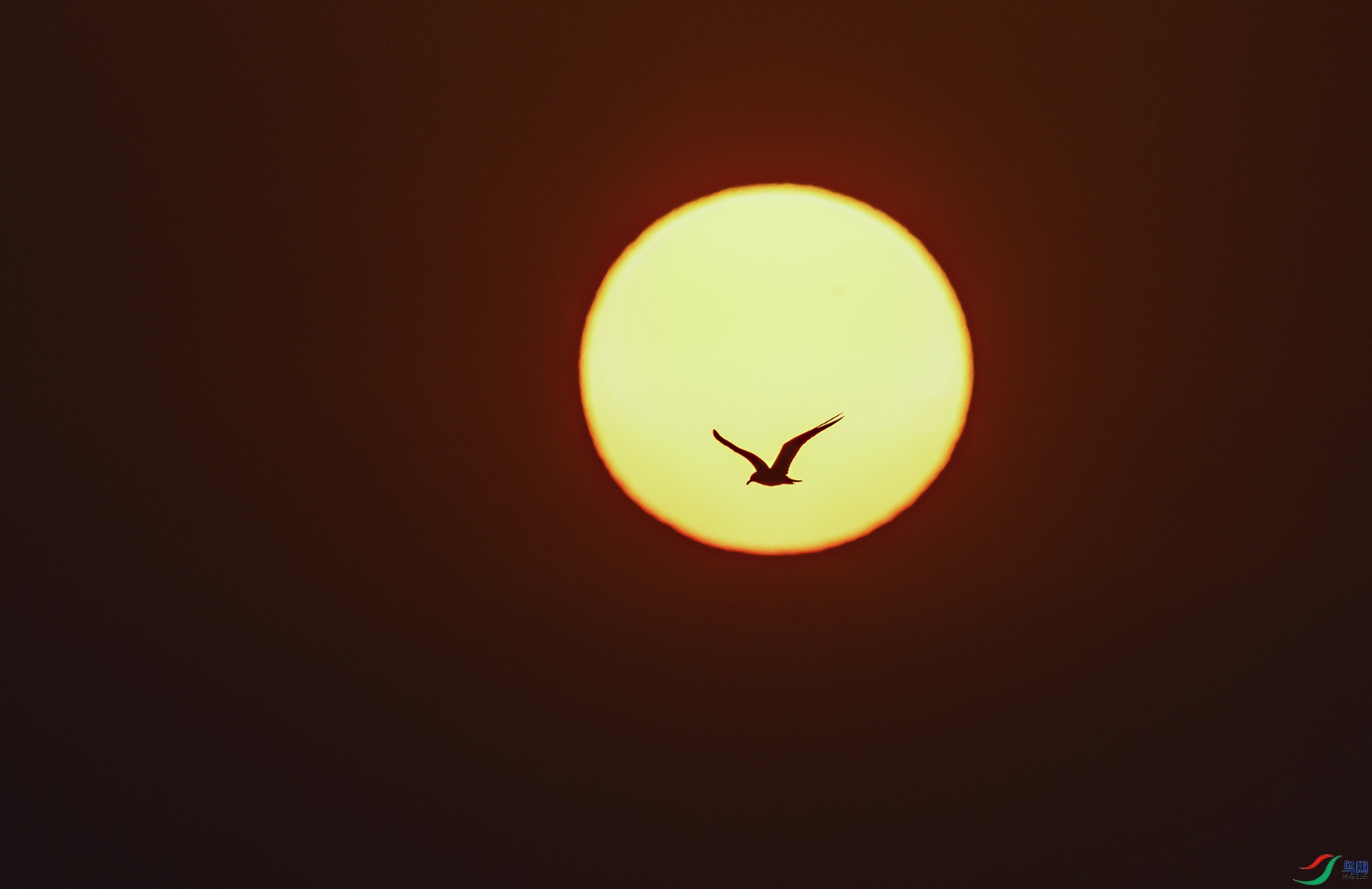 _5LM3304a.jpg