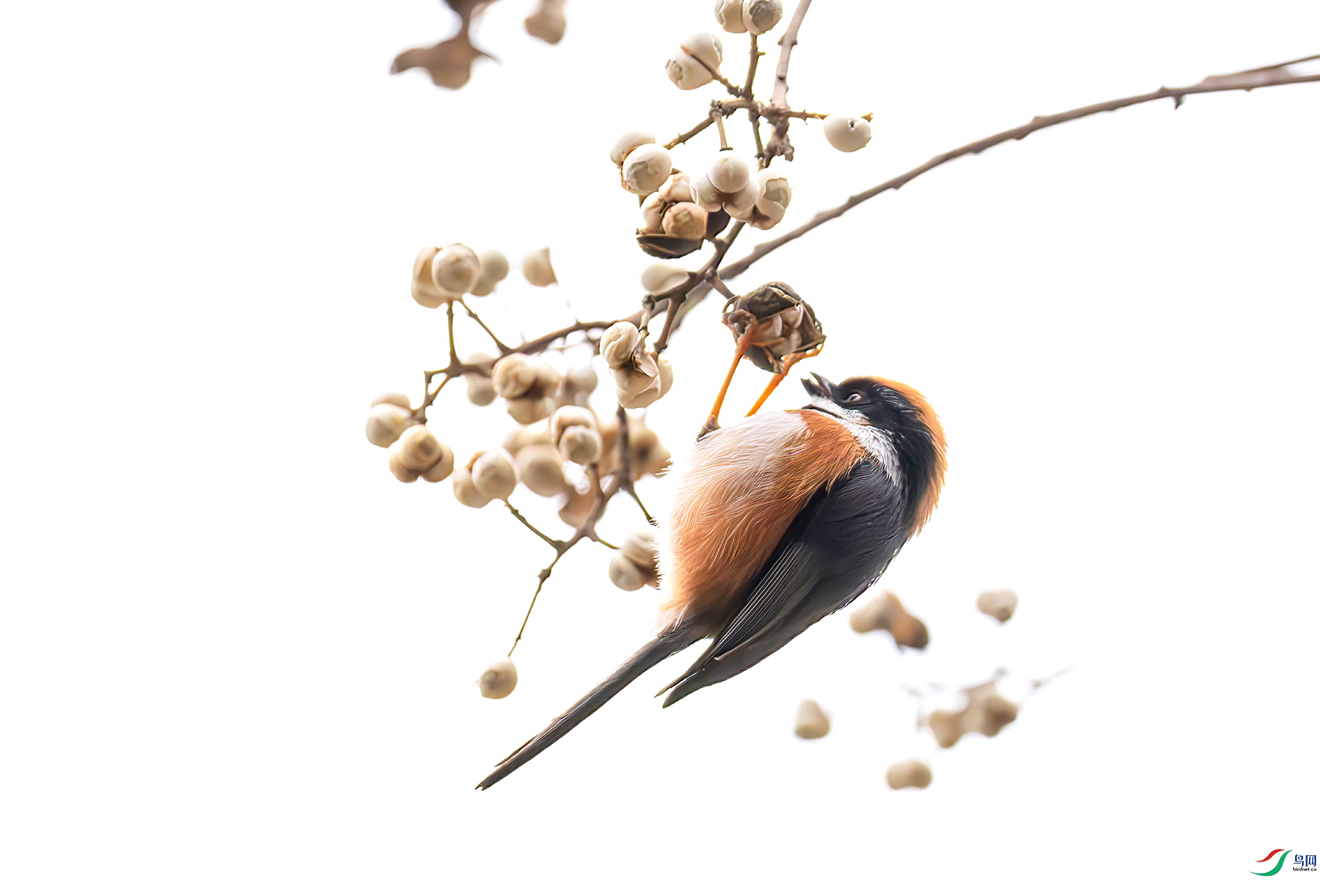 407A6891-----33  .jpg