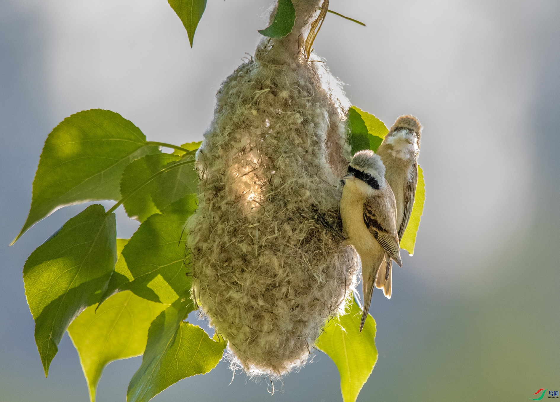 DSC_0787_��ͼ�� ����.jpg