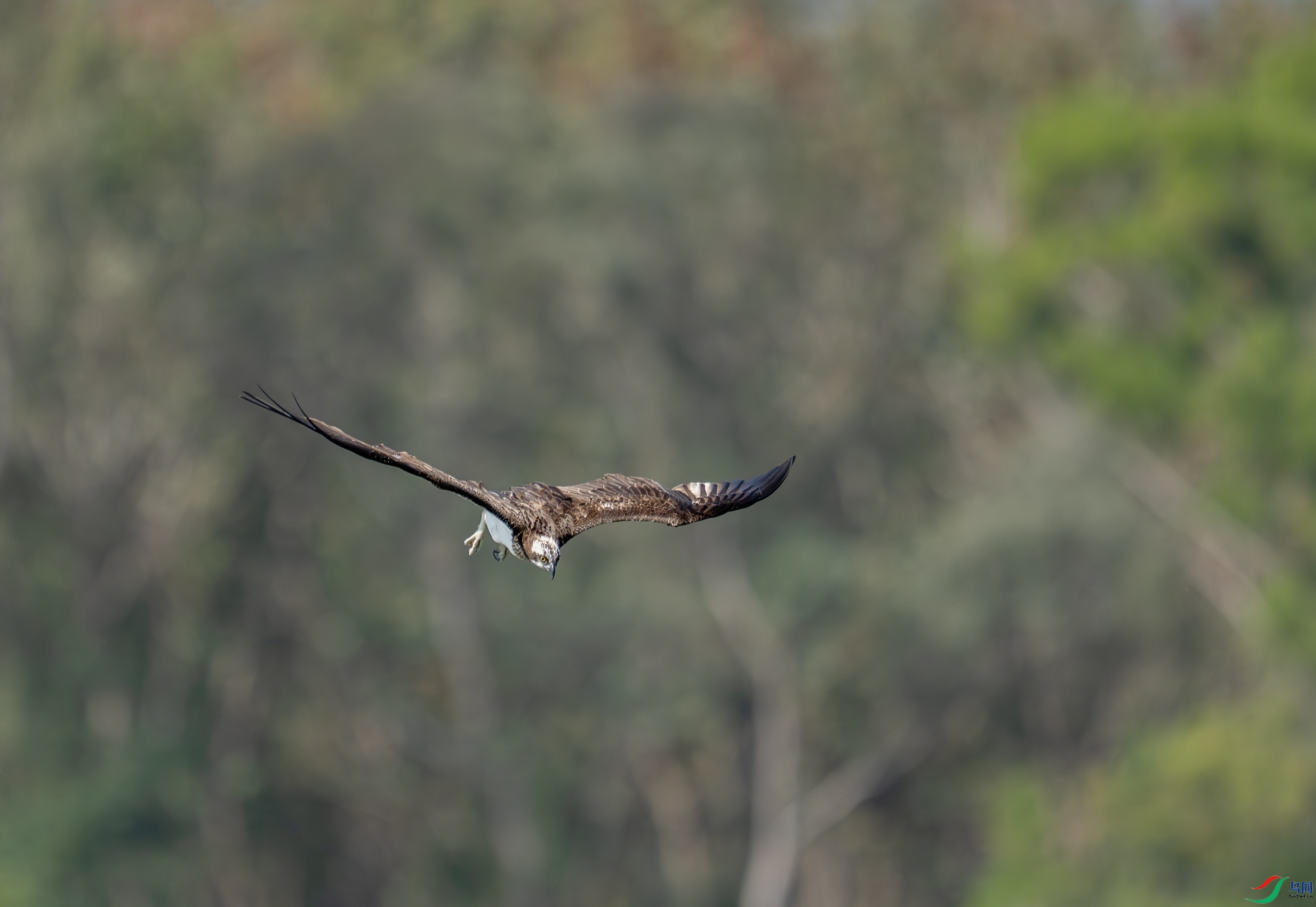 DSC_2124-1.jpg