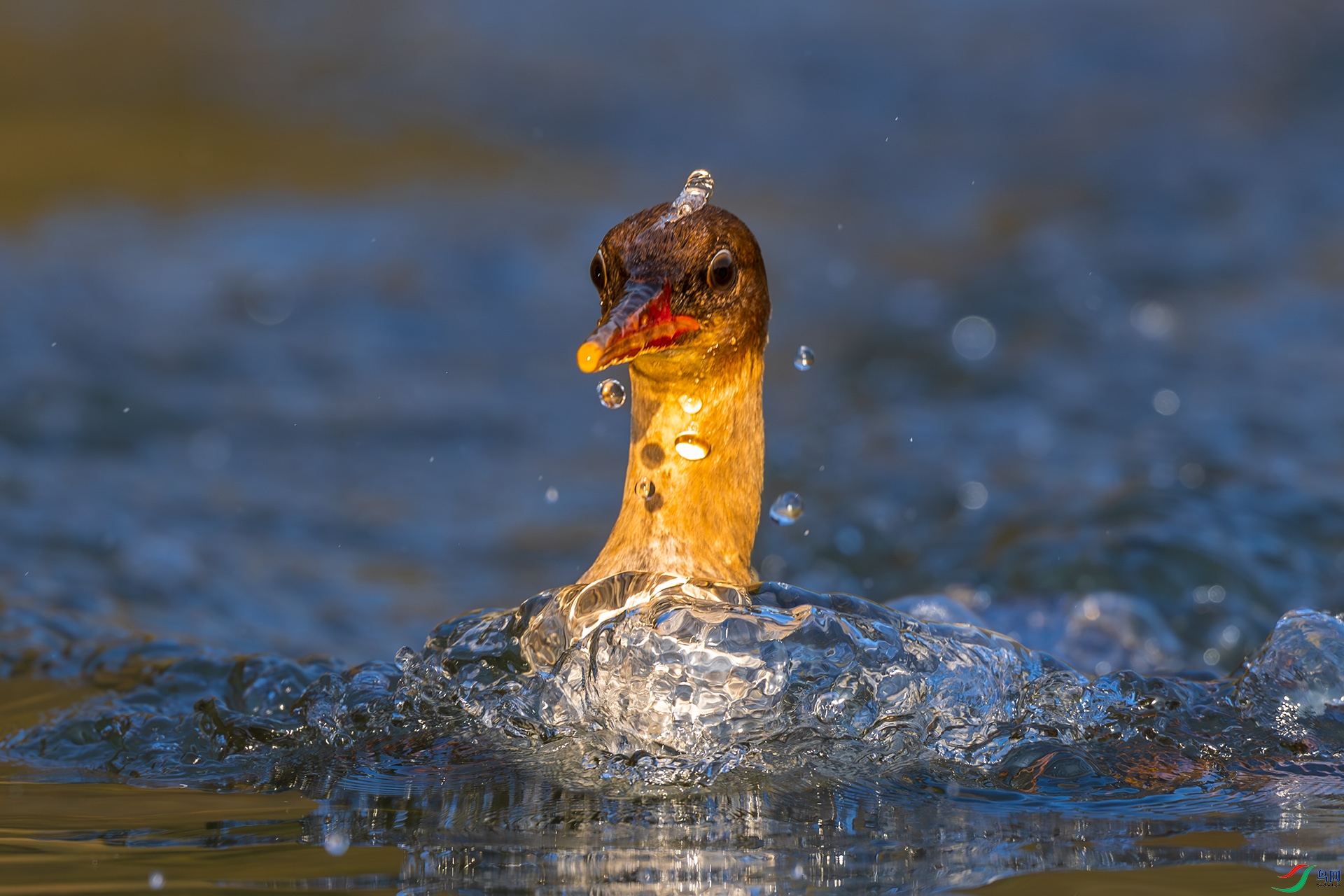 _F9A5035 ����.jpg