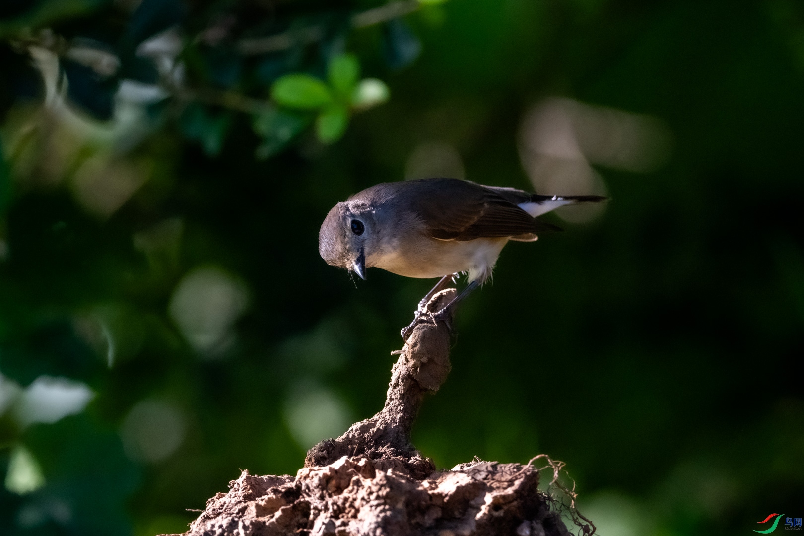 DSC_7752_1.jpg