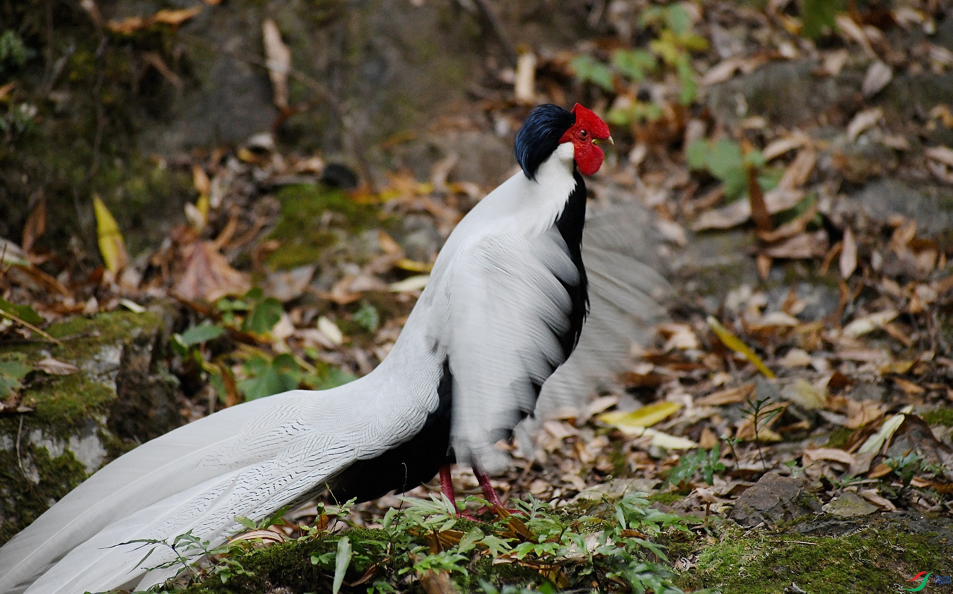 DSC_9529.jpg