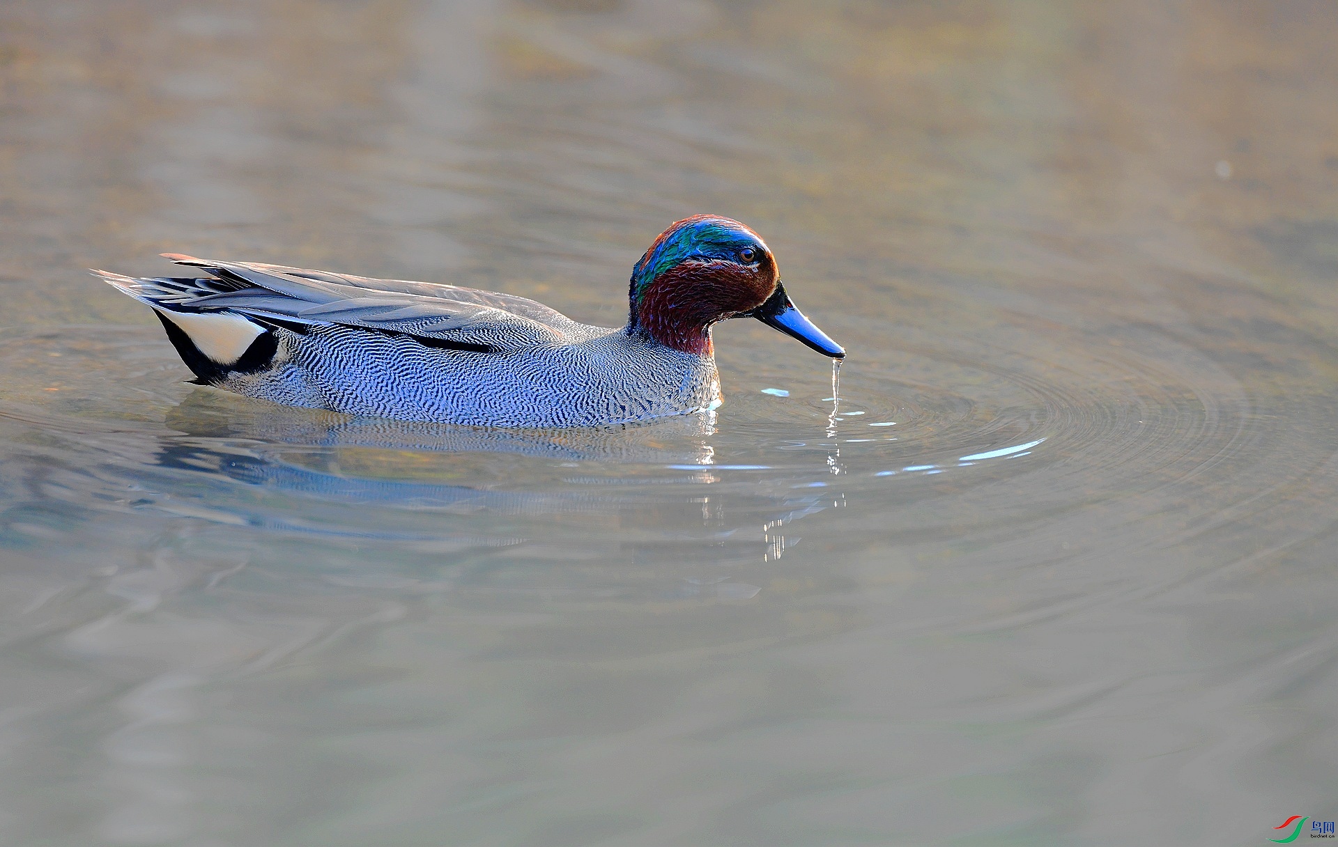 DSC_8996.jpg