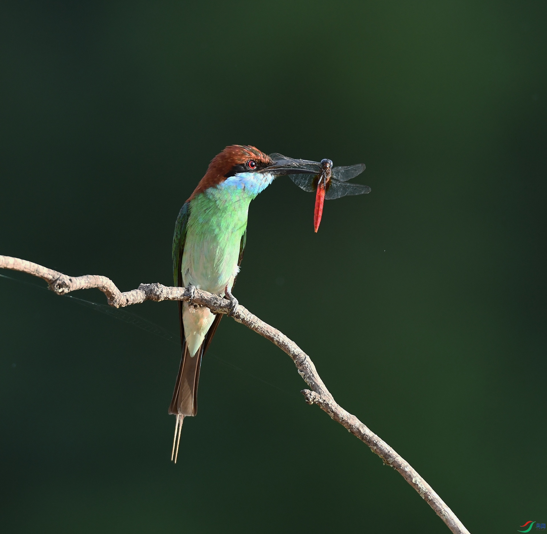 DSC_9407.jpg