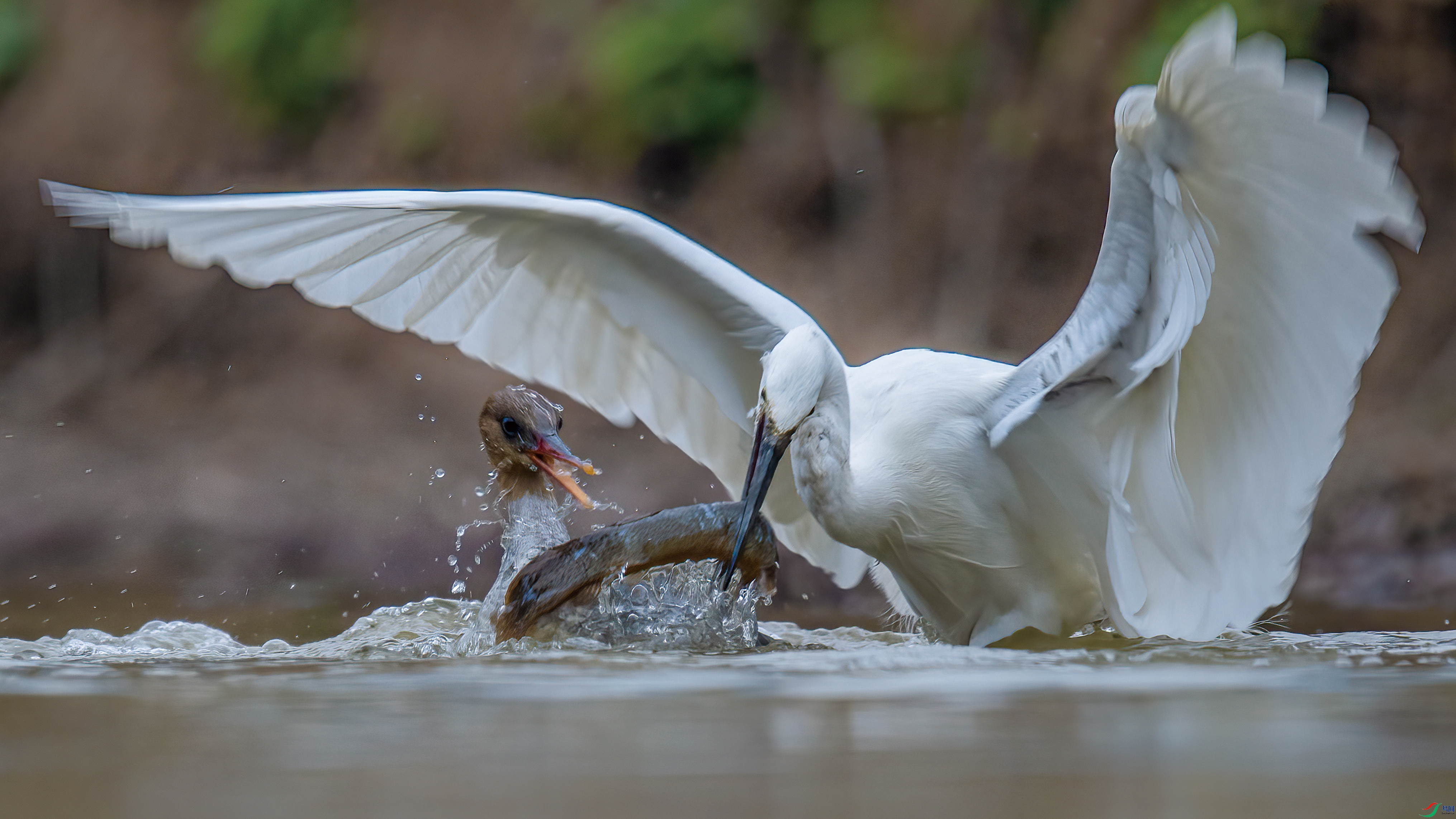 ���ش���л���ɳѼ