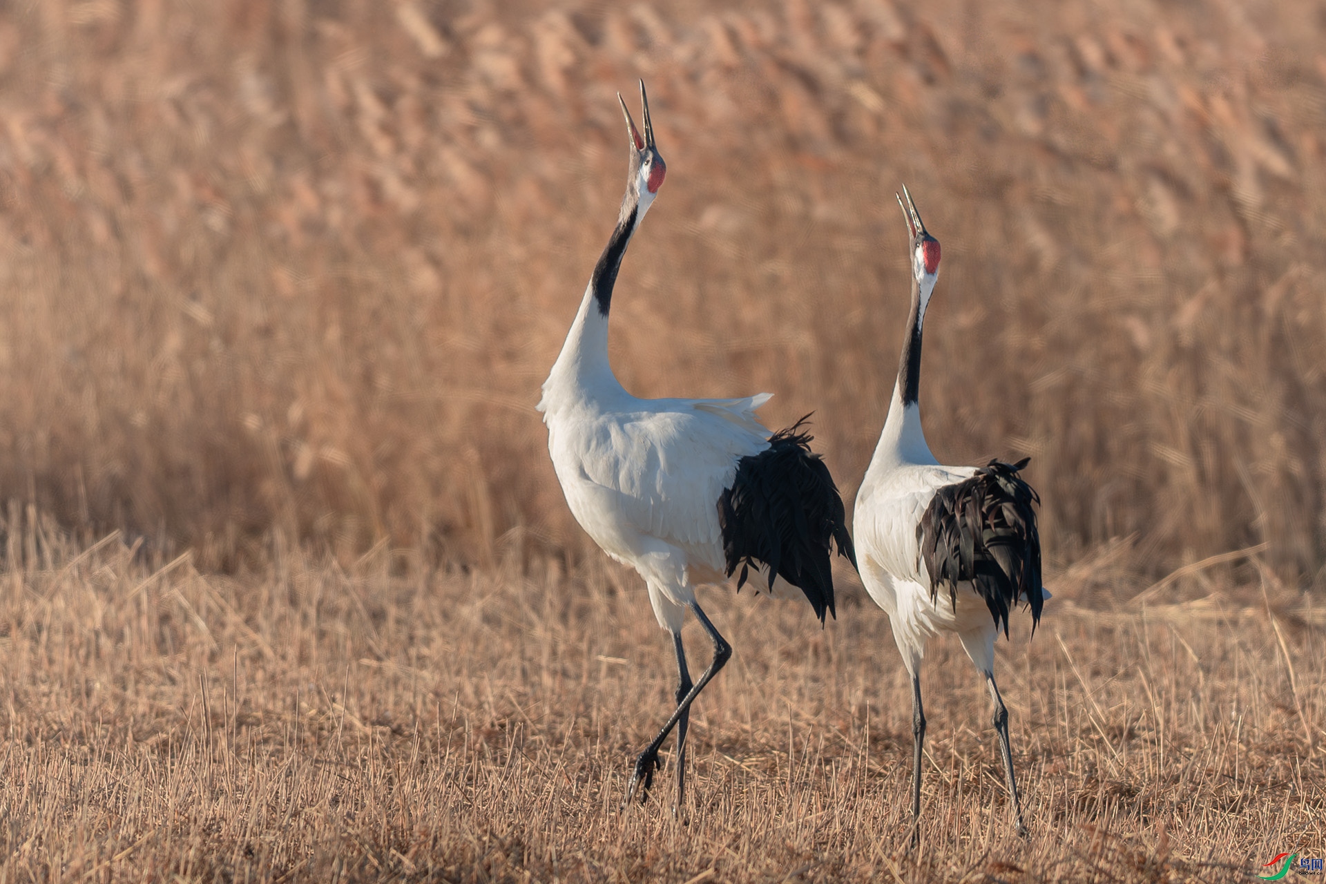 DSC_1936.jpg