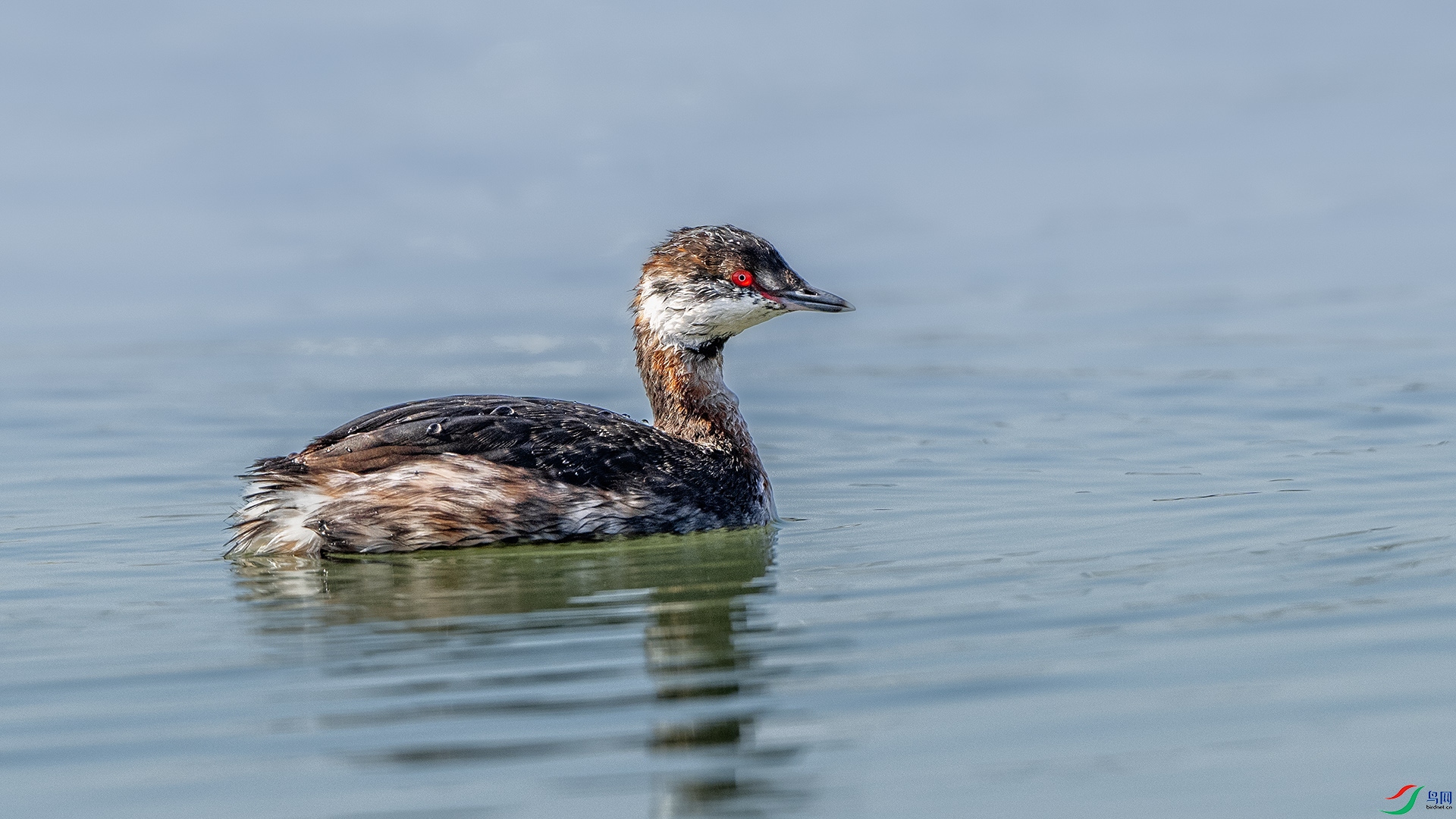 DSC_3535 ����.jpg