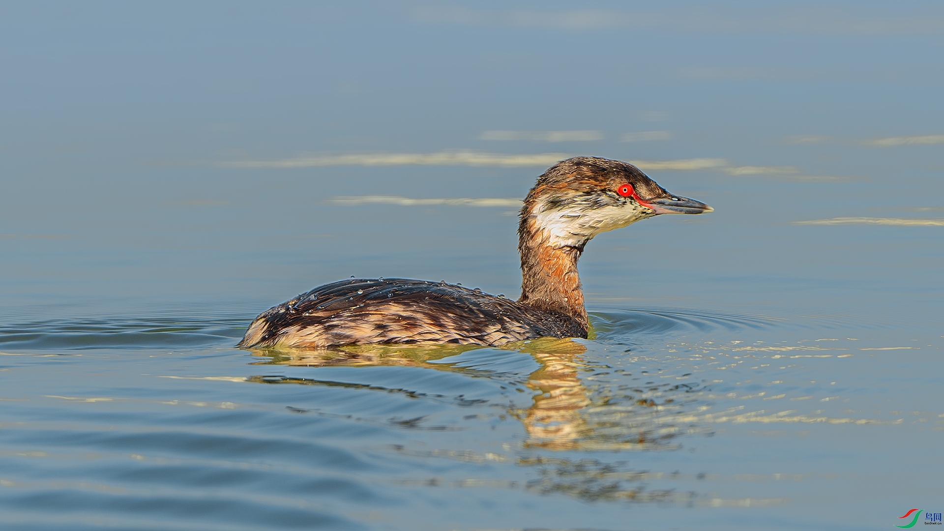 DSC_3618-����ǿ-NR ����.jpg