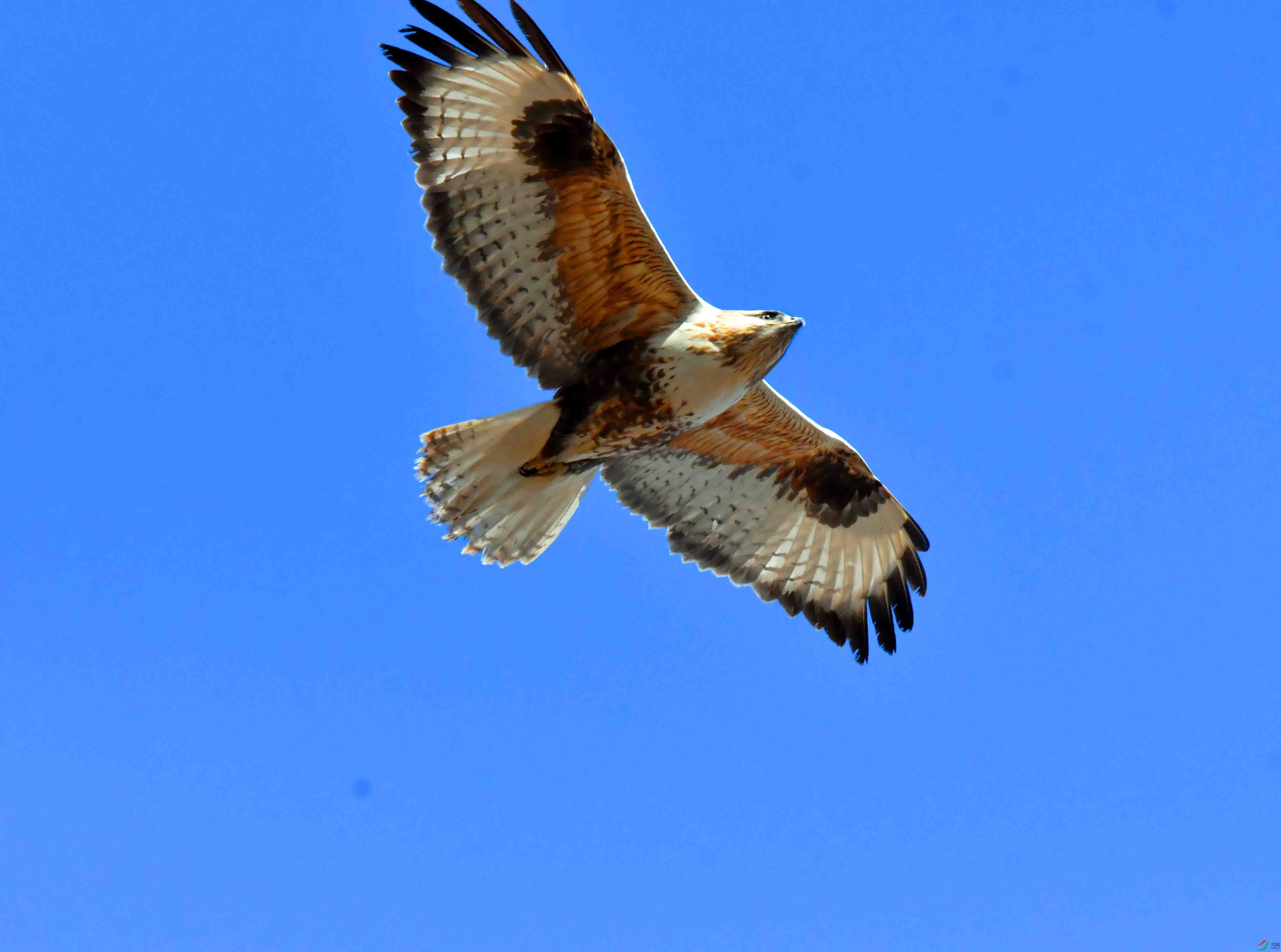 DSC_6954.JPG