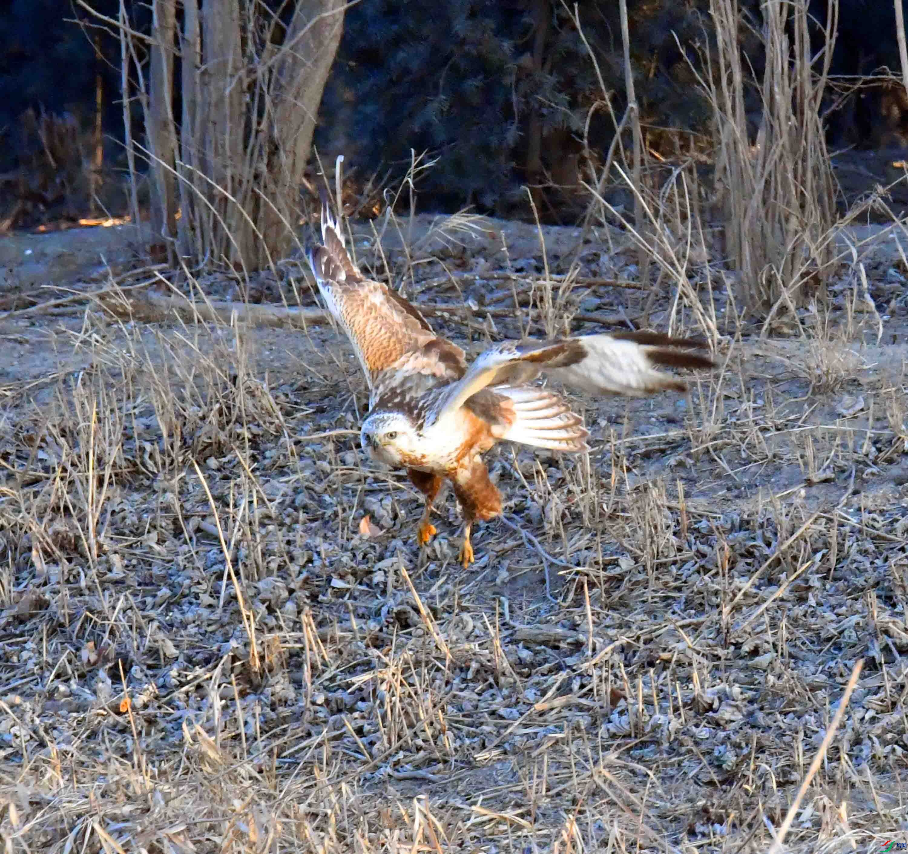 DSC_7954.JPG