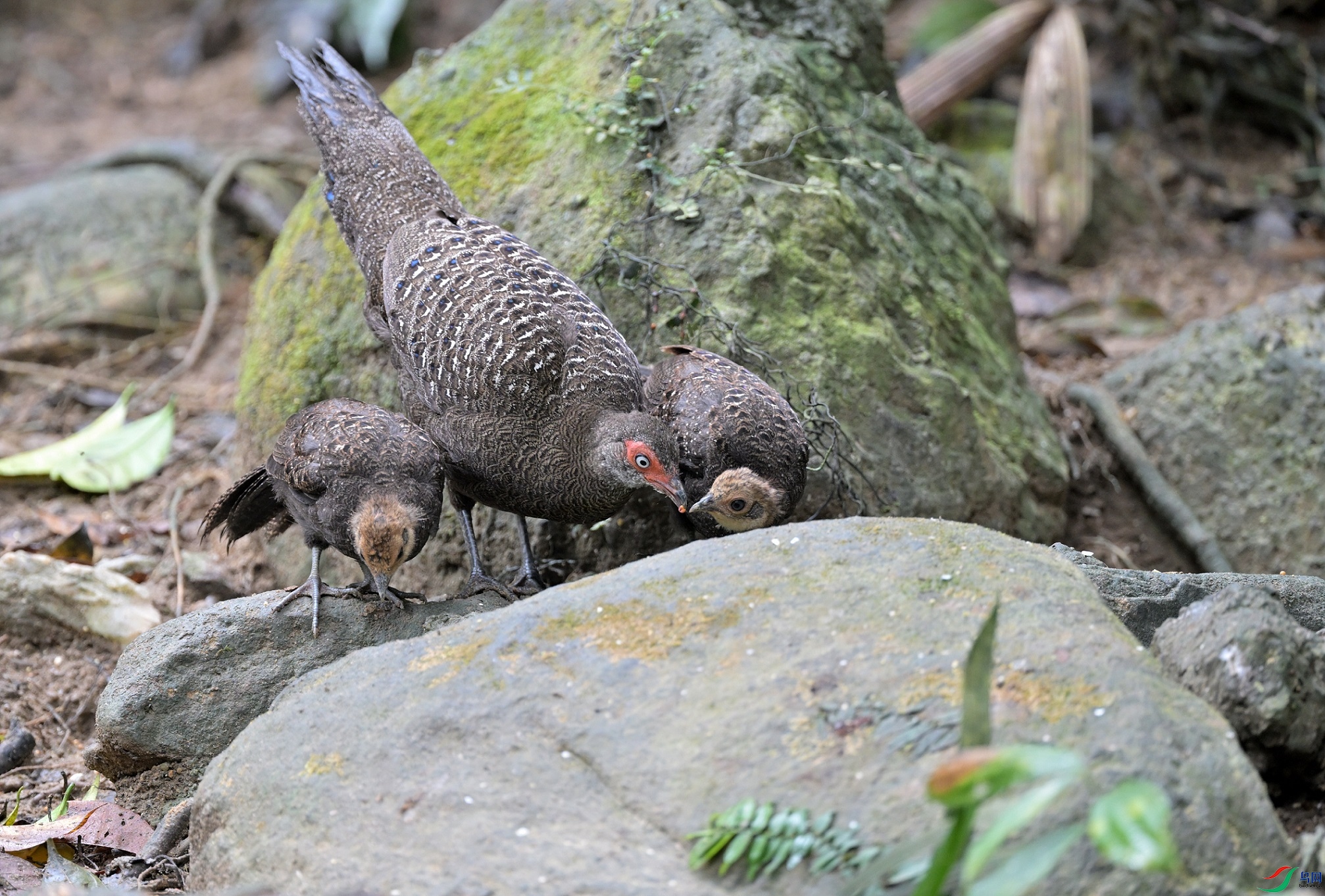DSC_6831.JPG