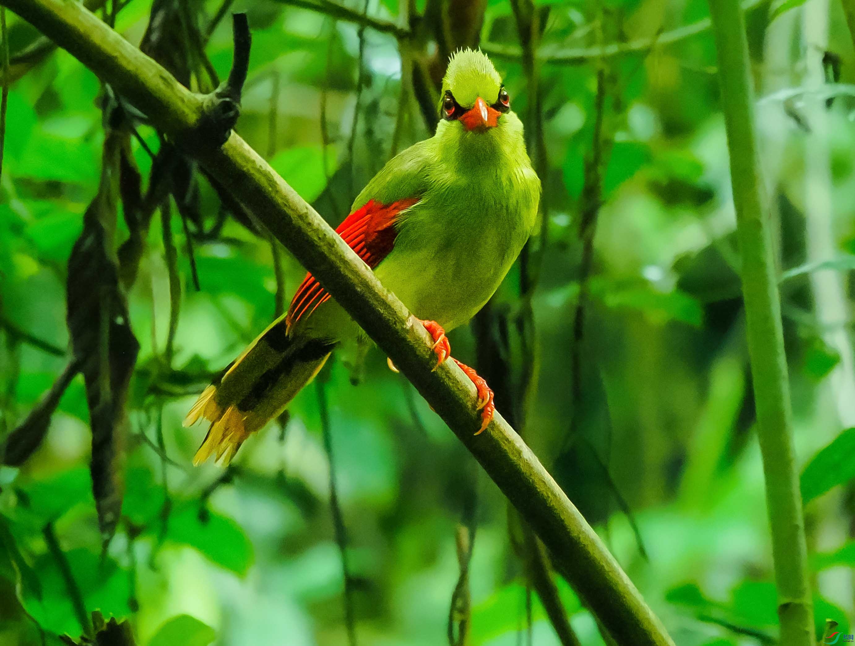 P3112253 ---ӡ֧��ȵ--6.jpg